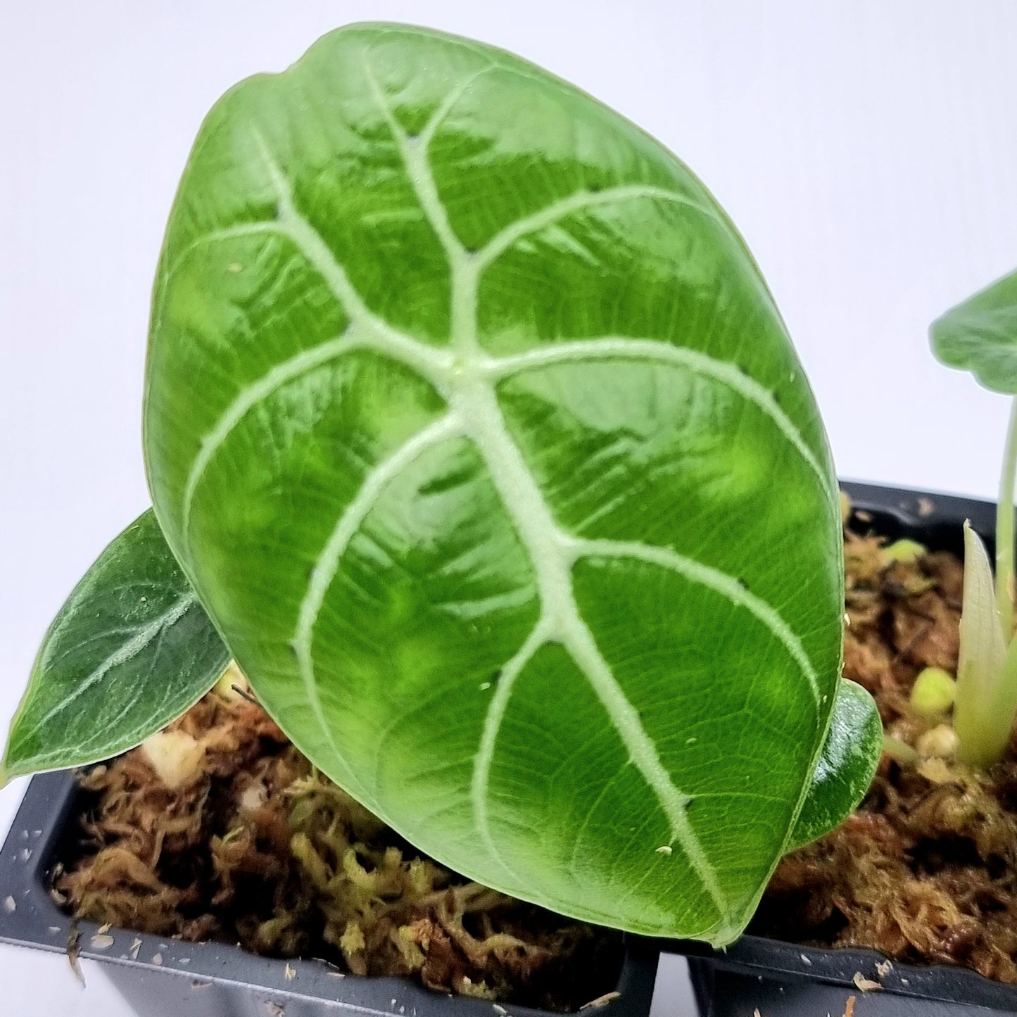 Alocasia longiloba watsoniana Reverted