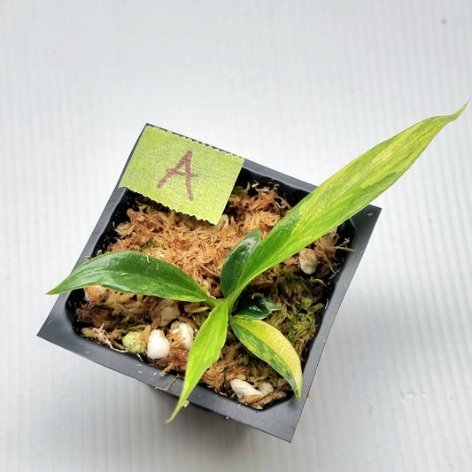 Philodendron tortum Aurea Variegated