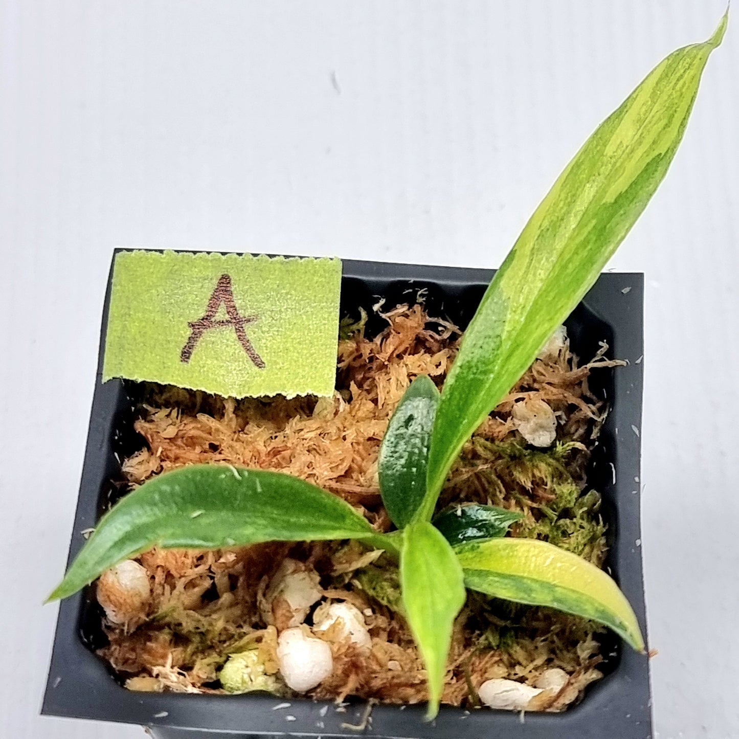 Philodendron tortum Aurea Variegated