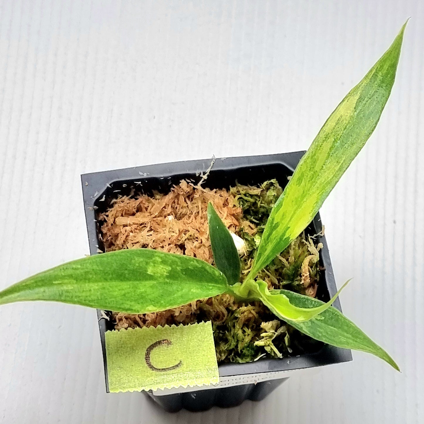 Philodendron tortum Aurea Variegated
