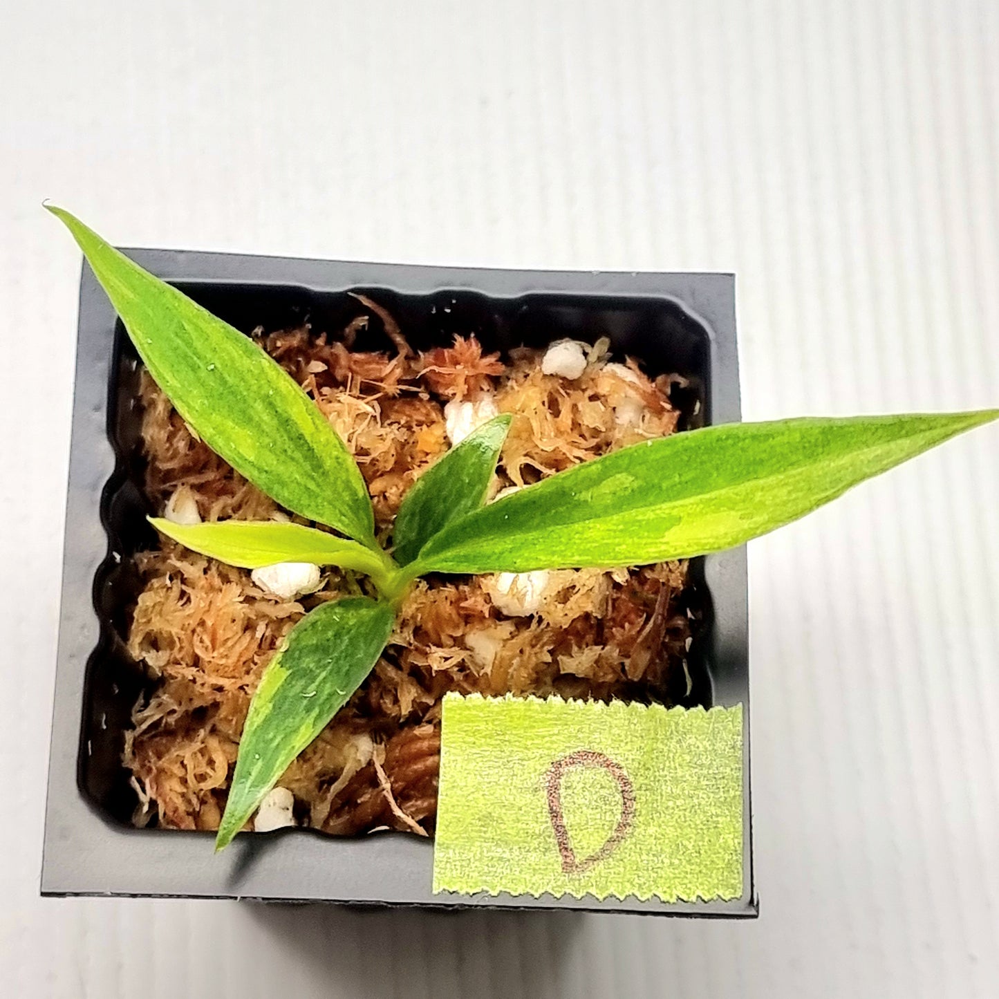 Philodendron tortum Aurea Variegated