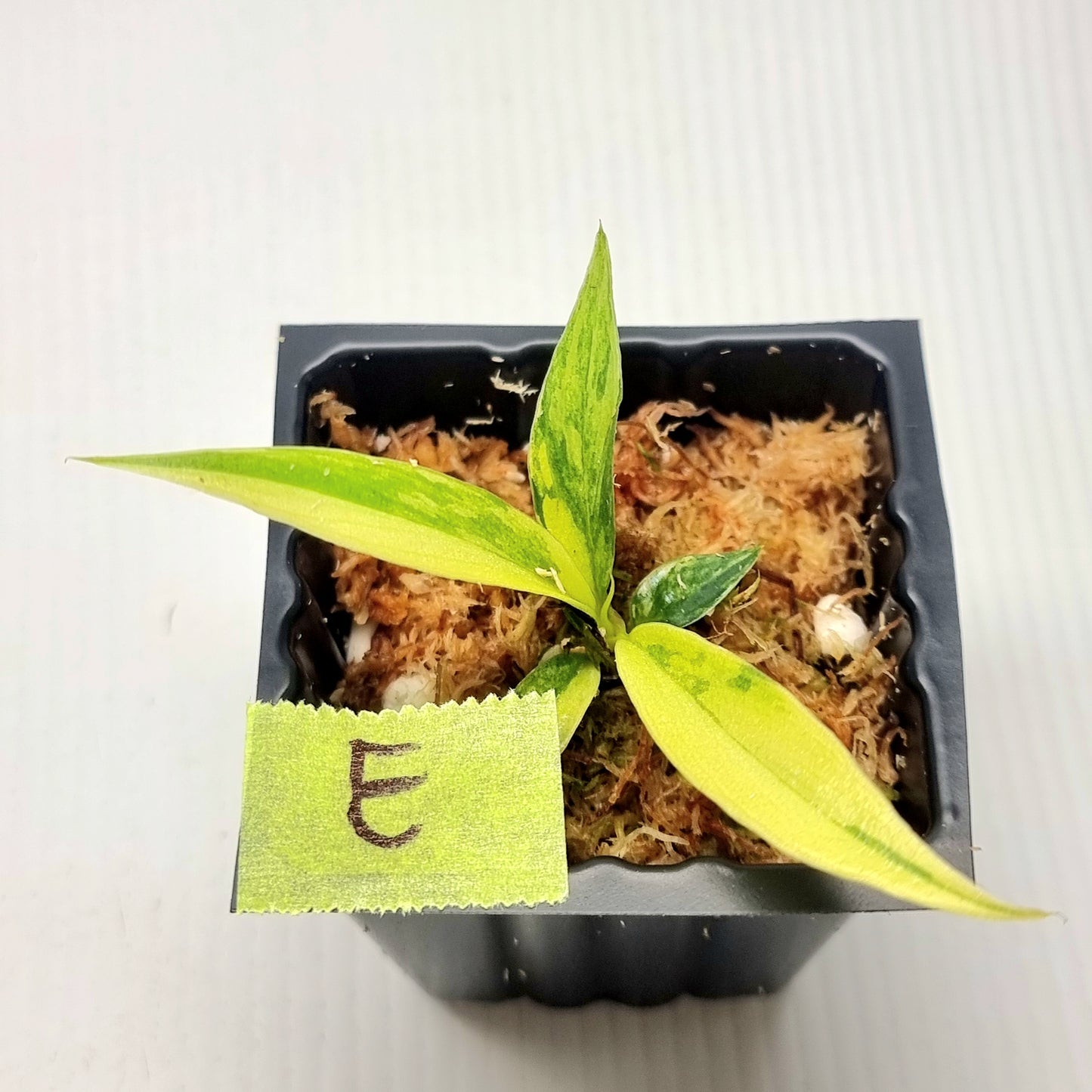 Philodendron tortum Aurea Variegated