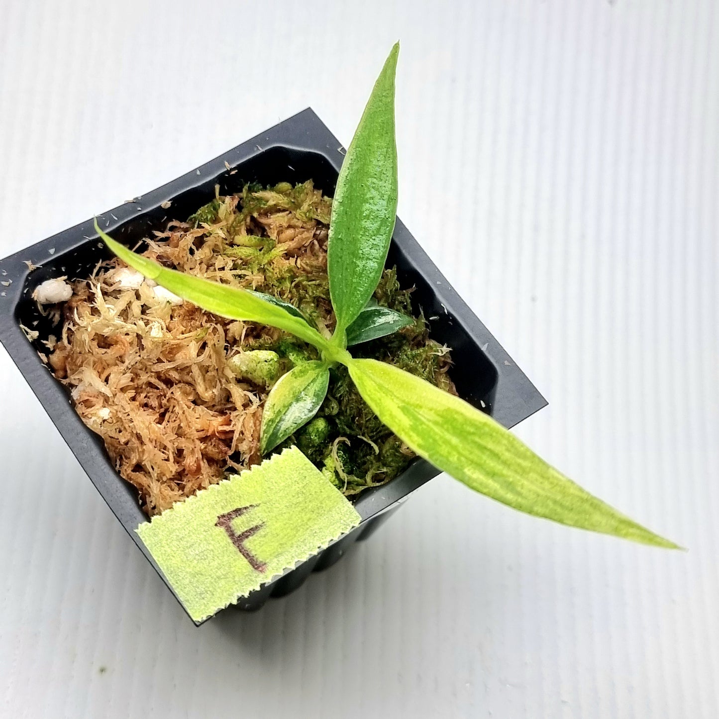Philodendron tortum Aurea Variegated
