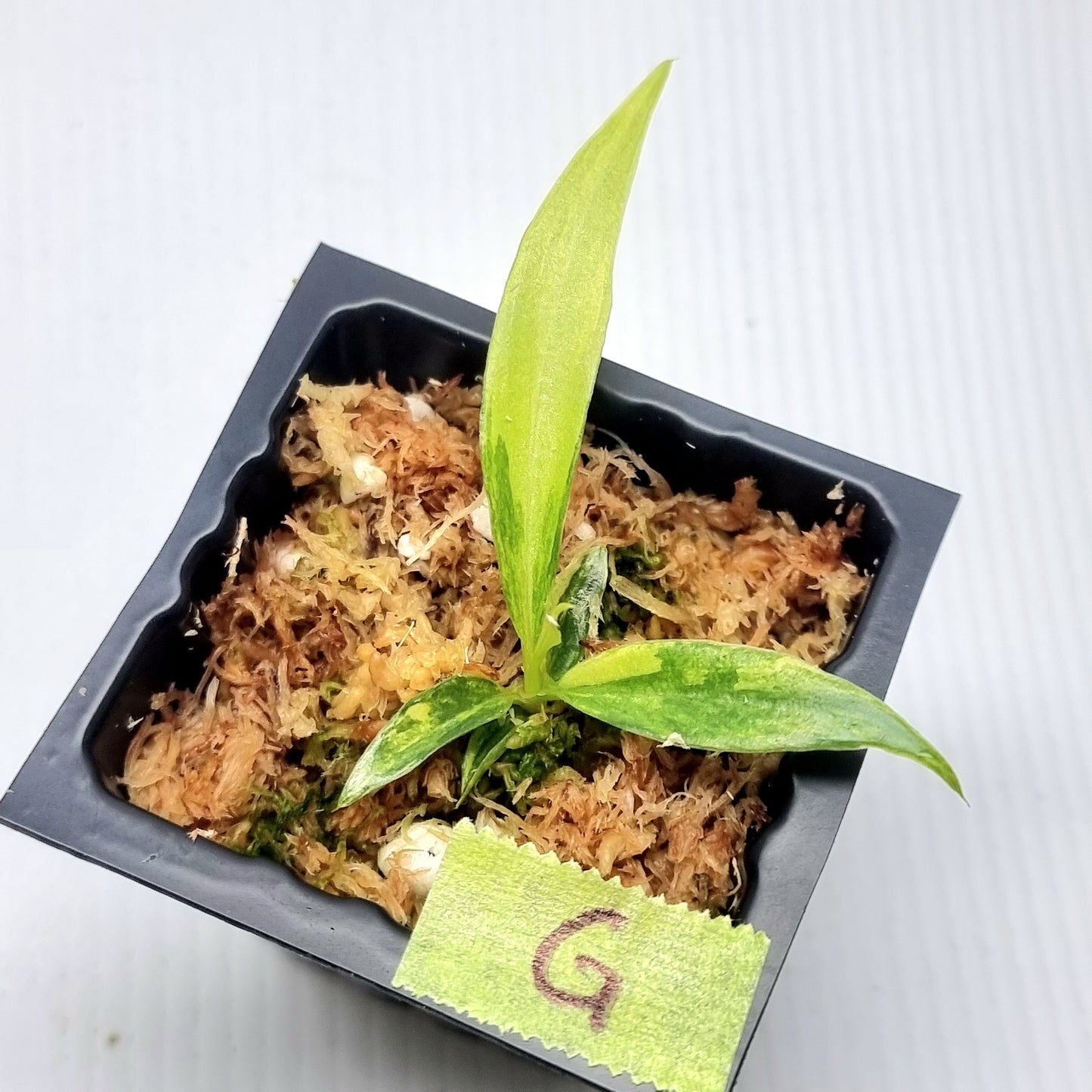Philodendron tortum Aurea Variegated