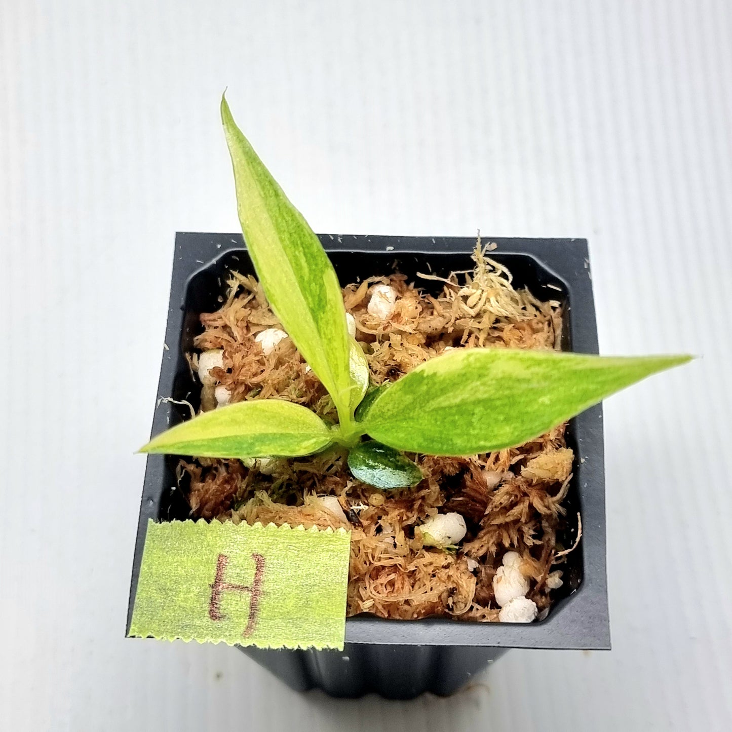 Philodendron tortum Aurea Variegated