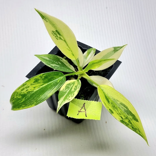Philodendron squamiferum X P. Florida Beauty Variegated