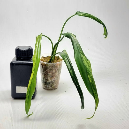 Philodendron holtonianum Variegated