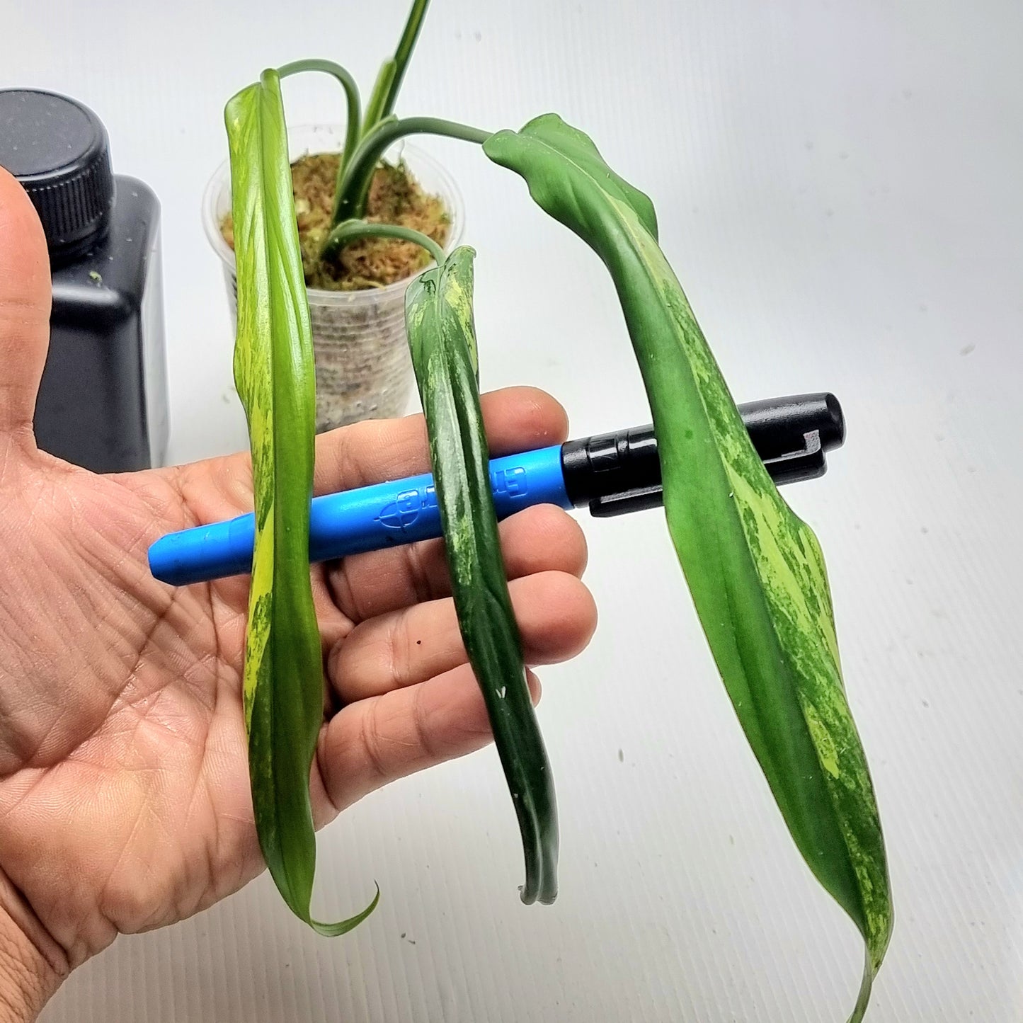 Philodendron holtonianum Variegated