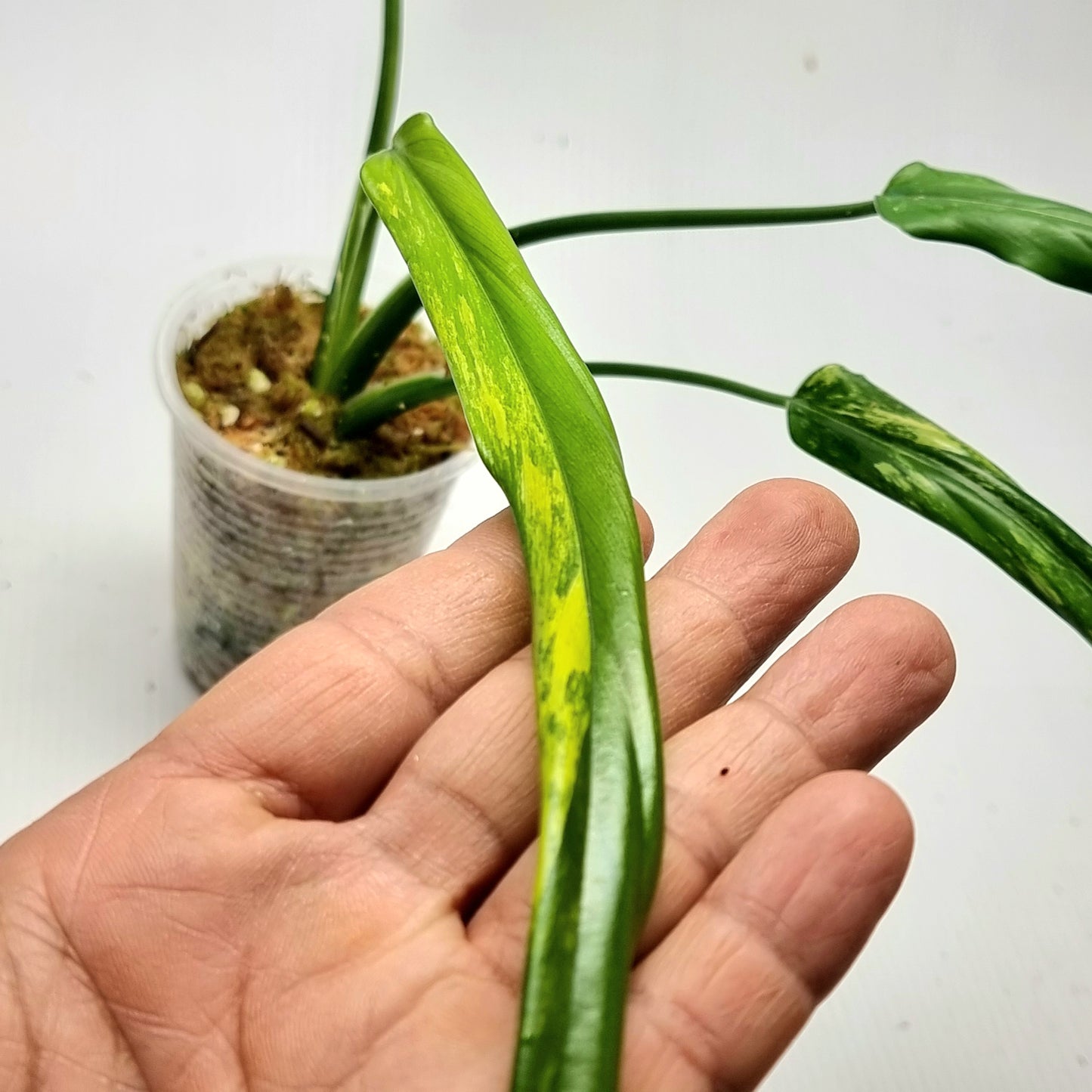 Philodendron holtonianum Variegated