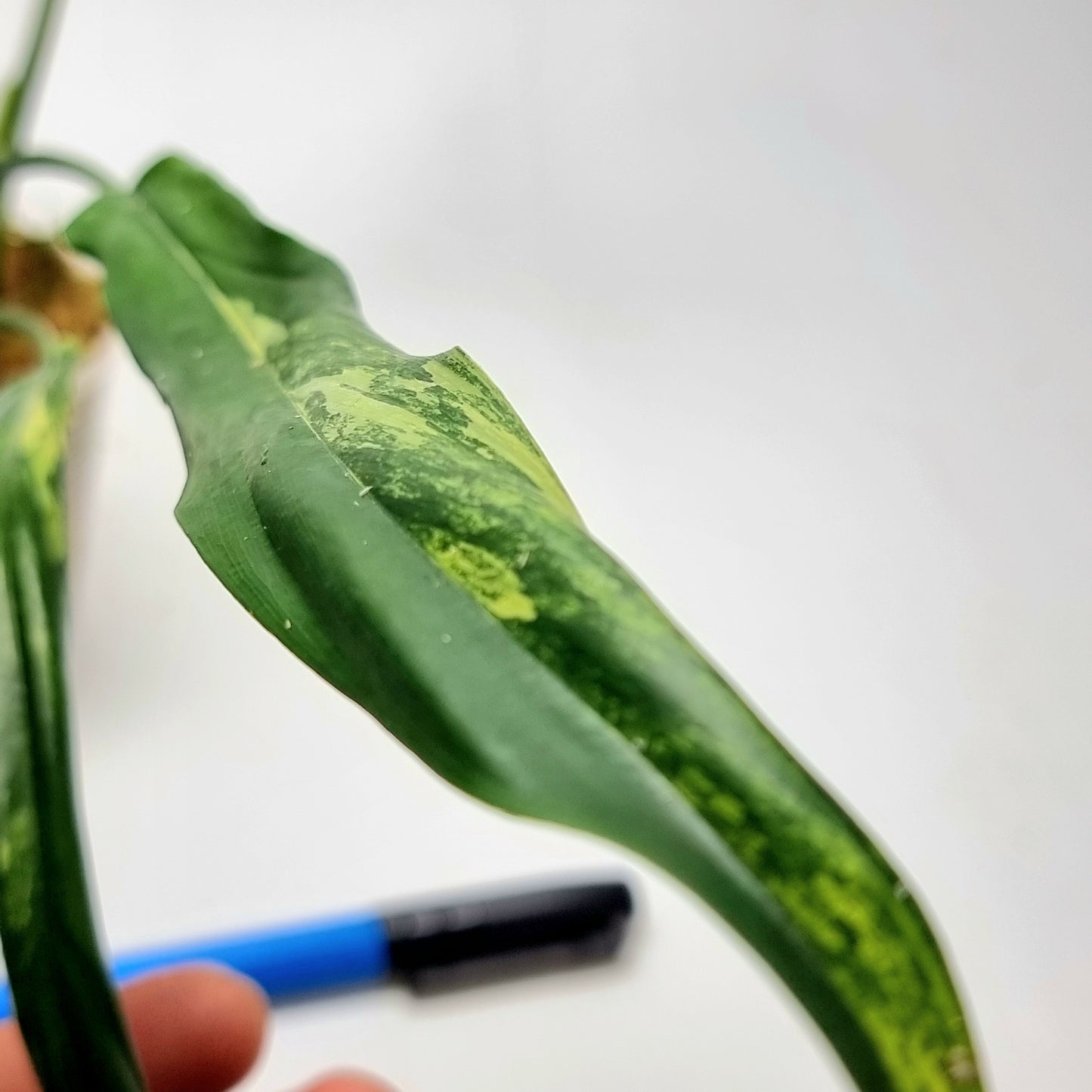 Philodendron holtonianum Variegated