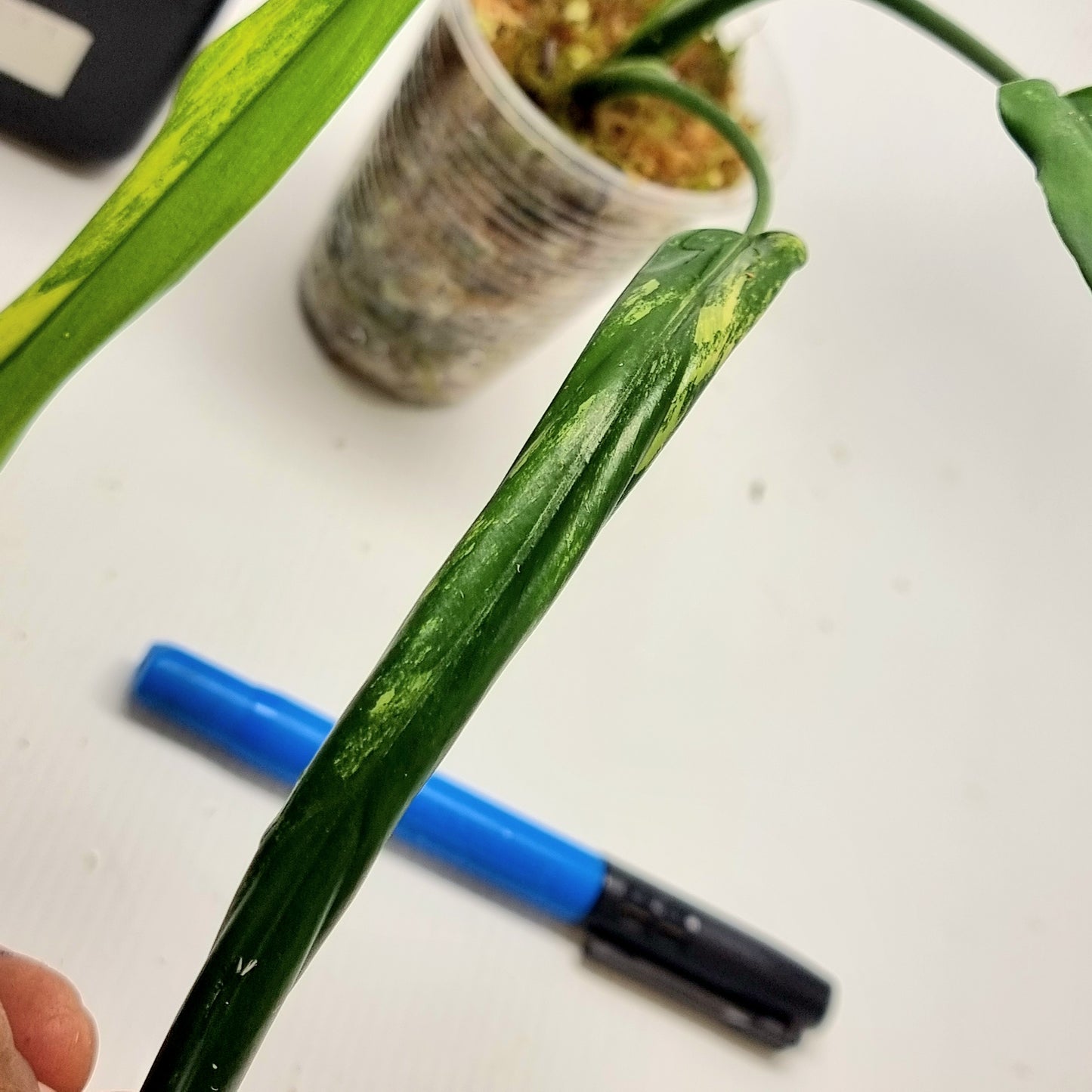 Philodendron holtonianum Variegated