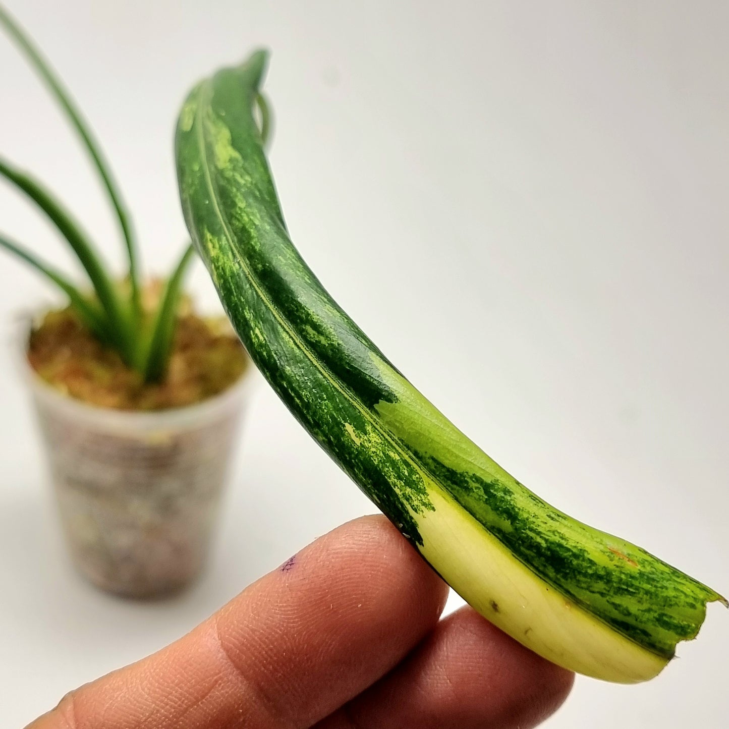 Philodendron holtonianum Variegated