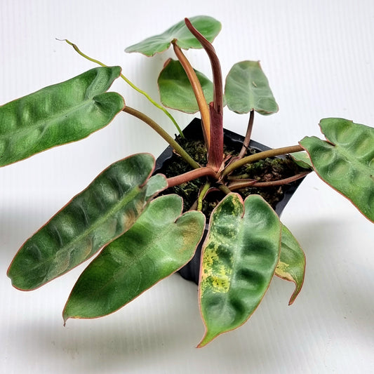 REVERTED Philodendron billietiae