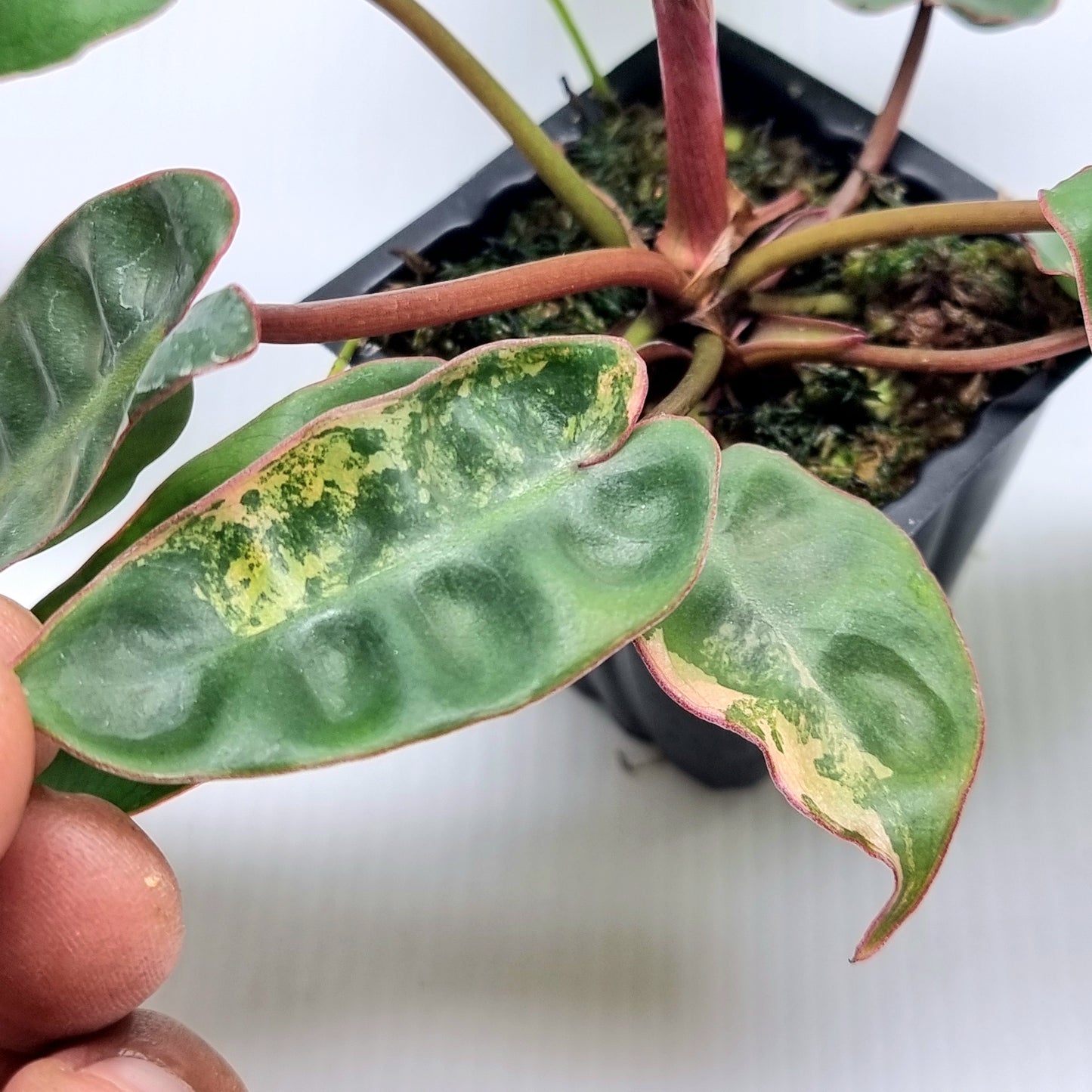 REVERTED Philodendron billietiae