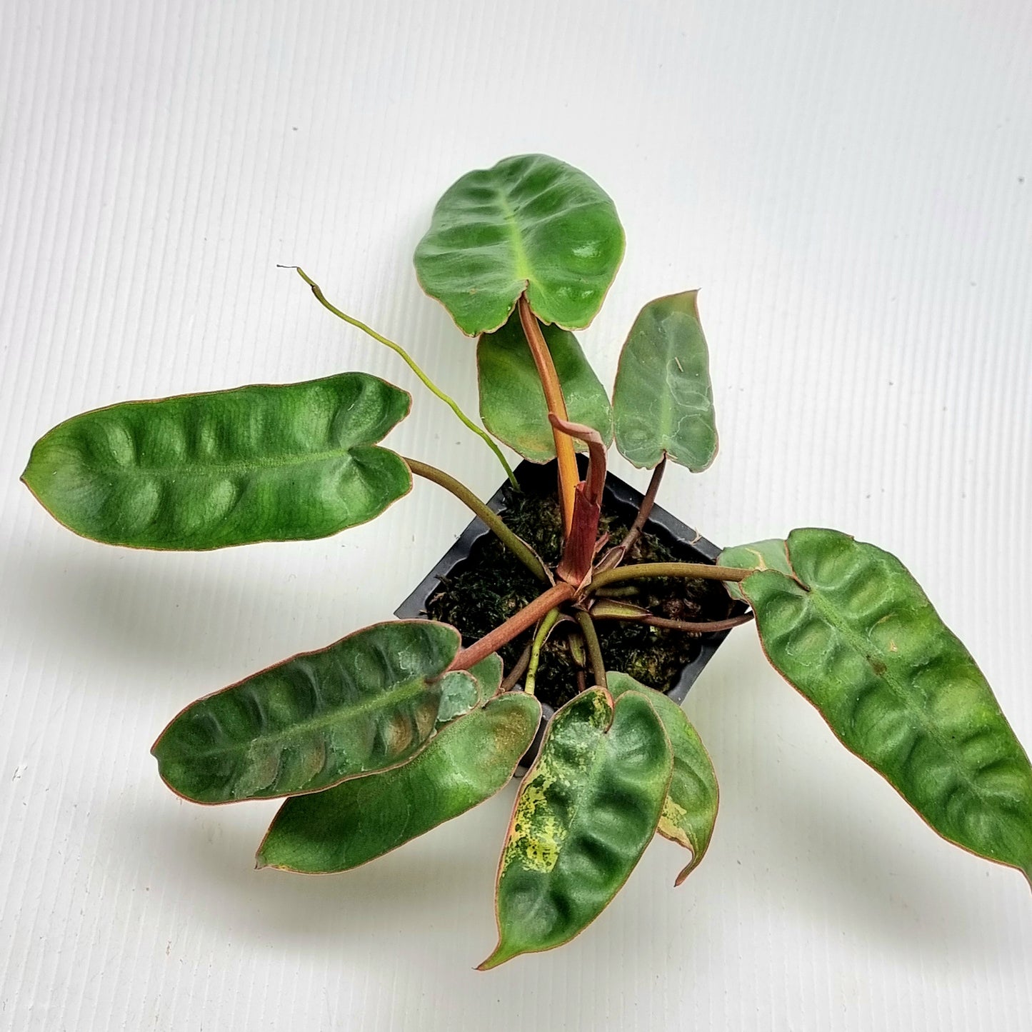 REVERTED Philodendron billietiae