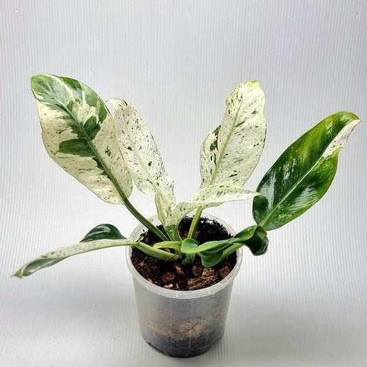 Philodendron Orlando