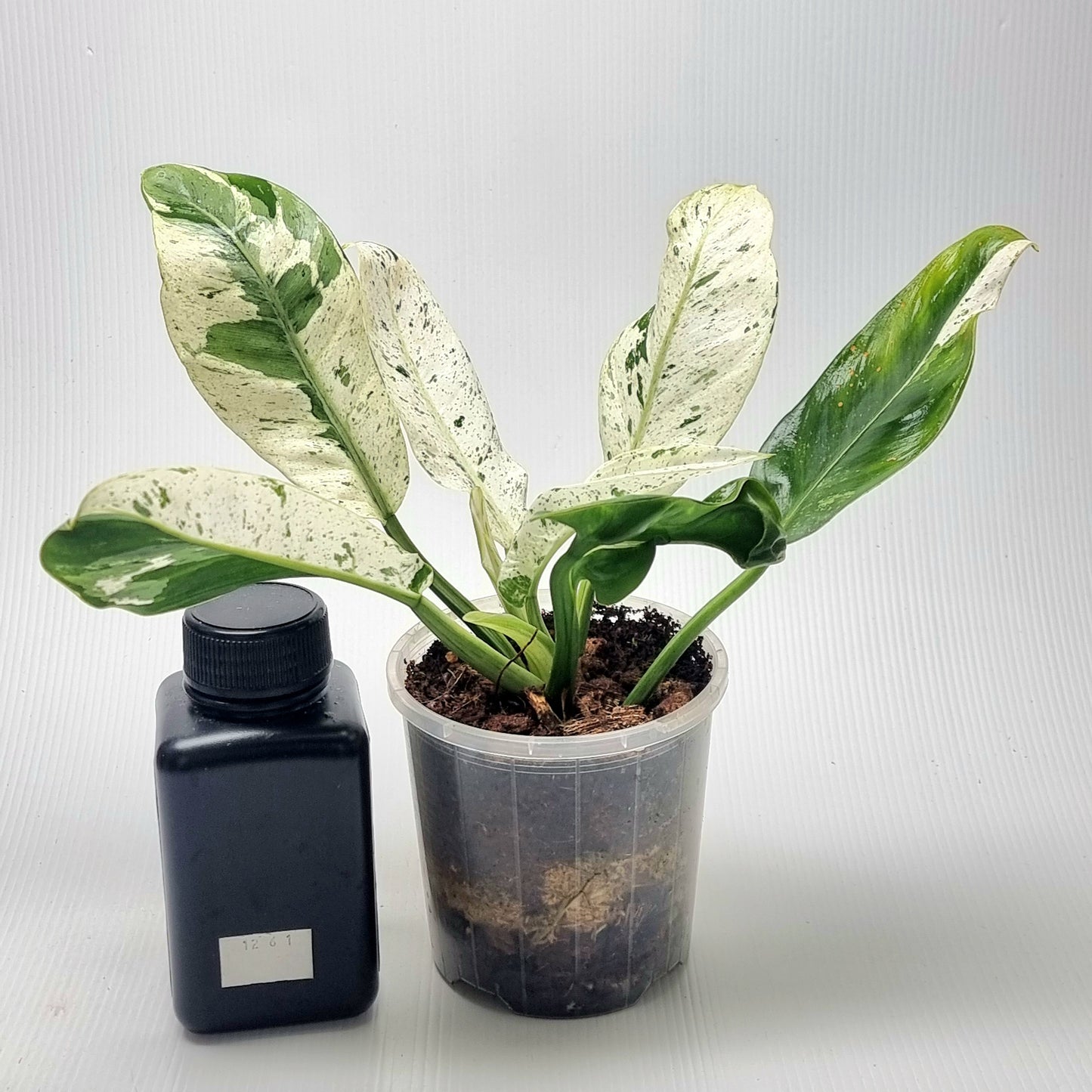 Philodendron Orlando