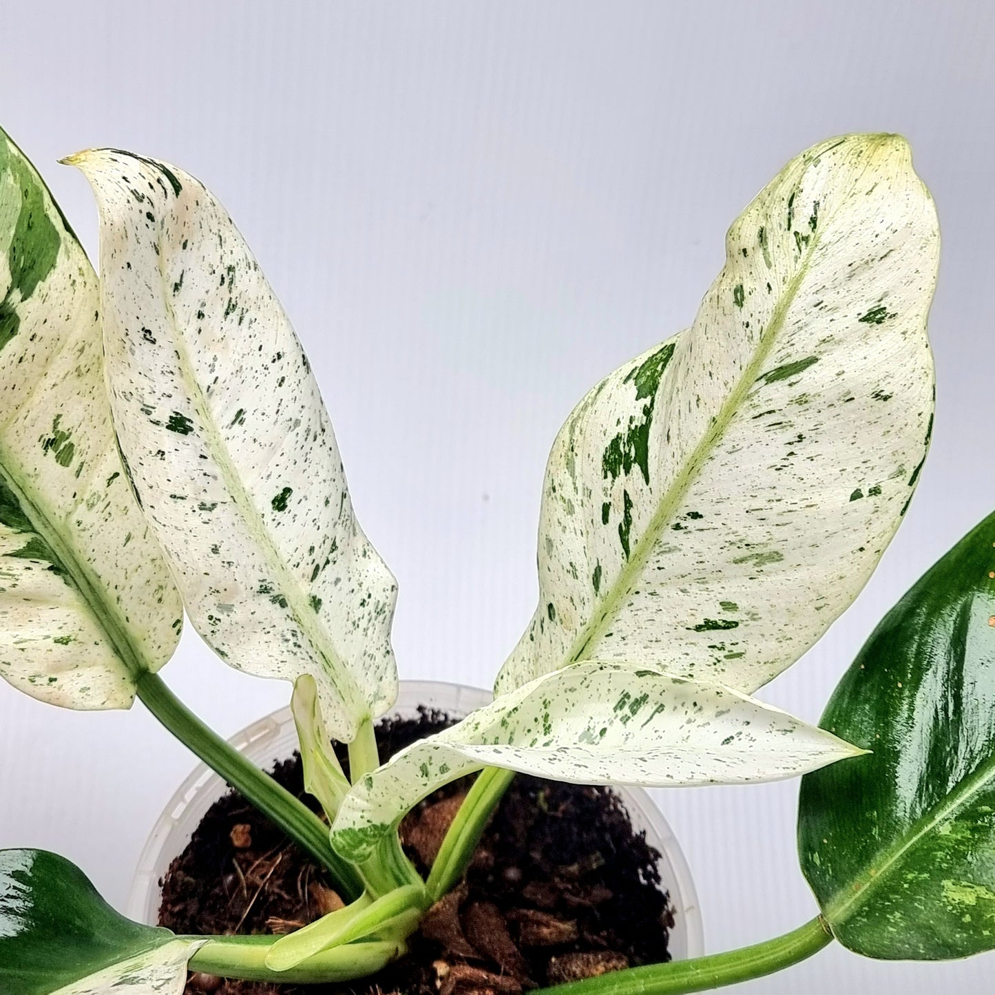 Philodendron Orlando