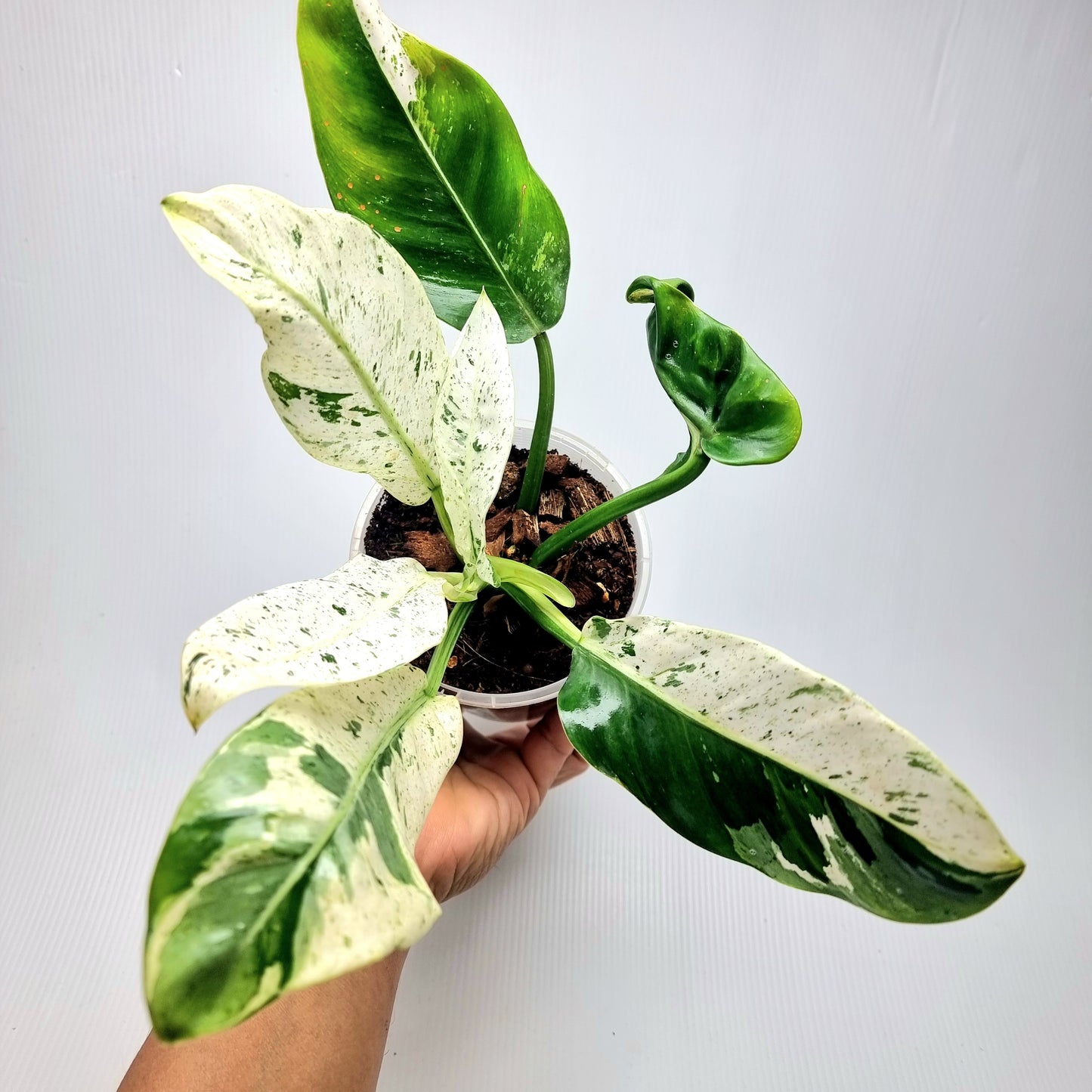 Philodendron Orlando
