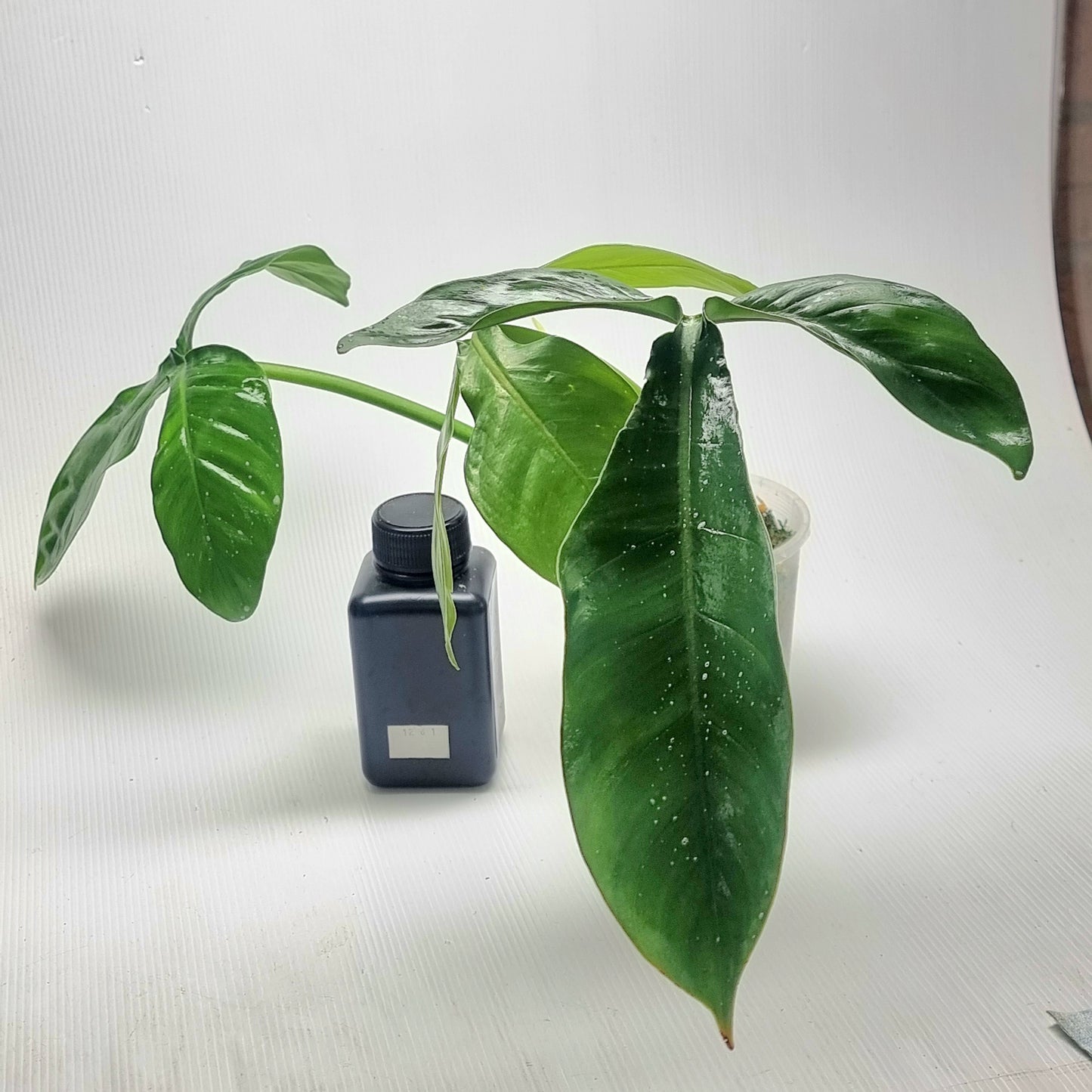 Philodendron sanctamartinense