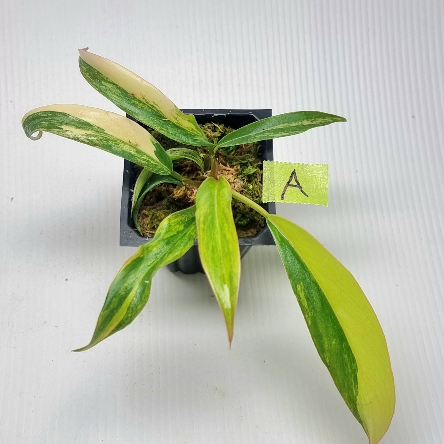 Philodendron Caramel Marble