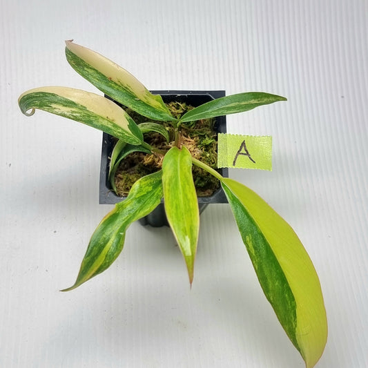Philodendron Caramel Marble