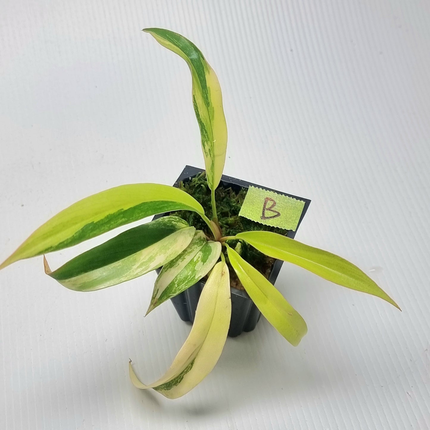 Philodendron Caramel Marble