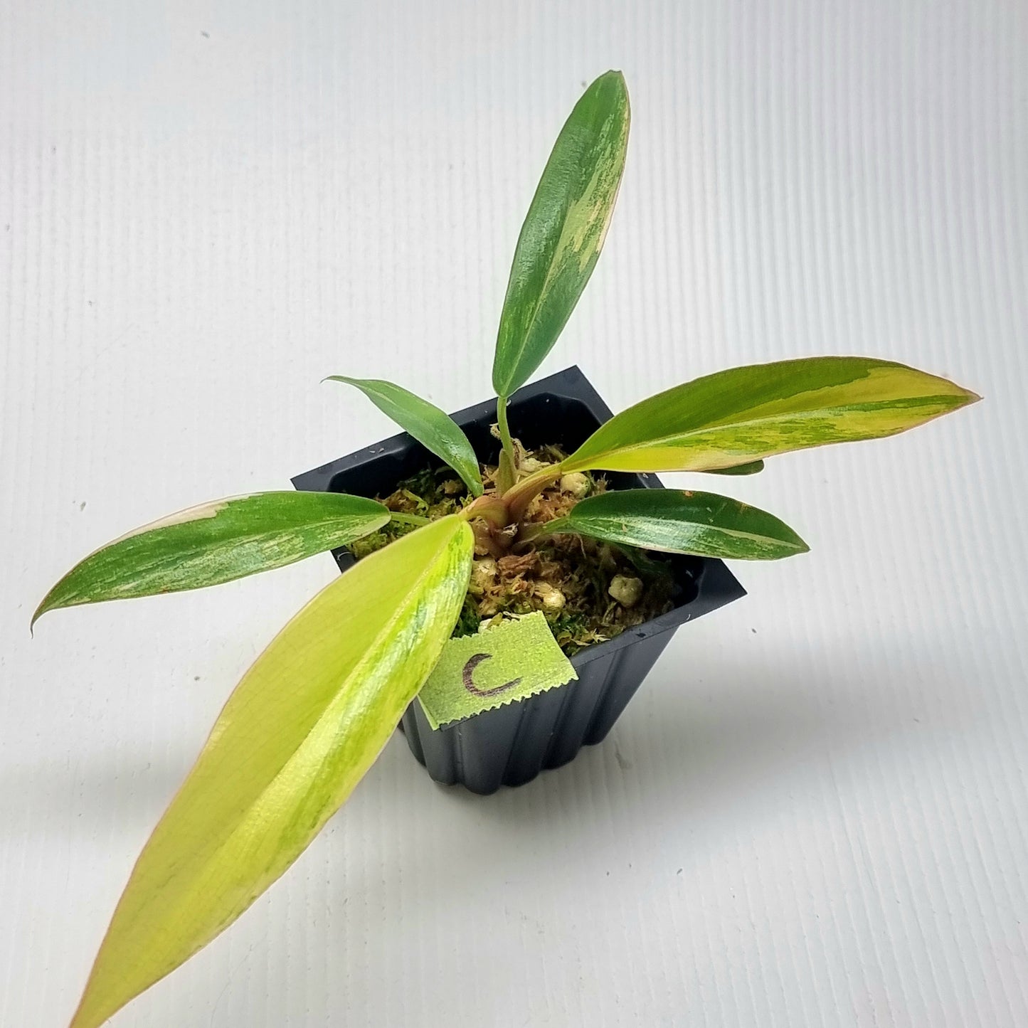 Philodendron Caramel Marble