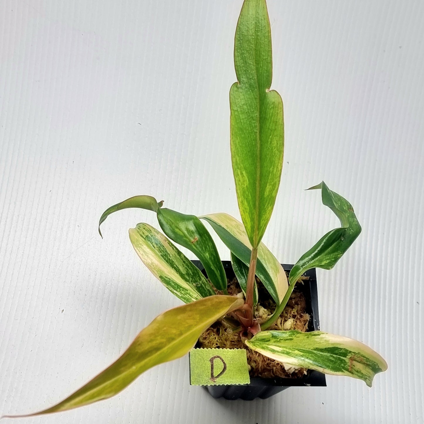 Philodendron Caramel Marble