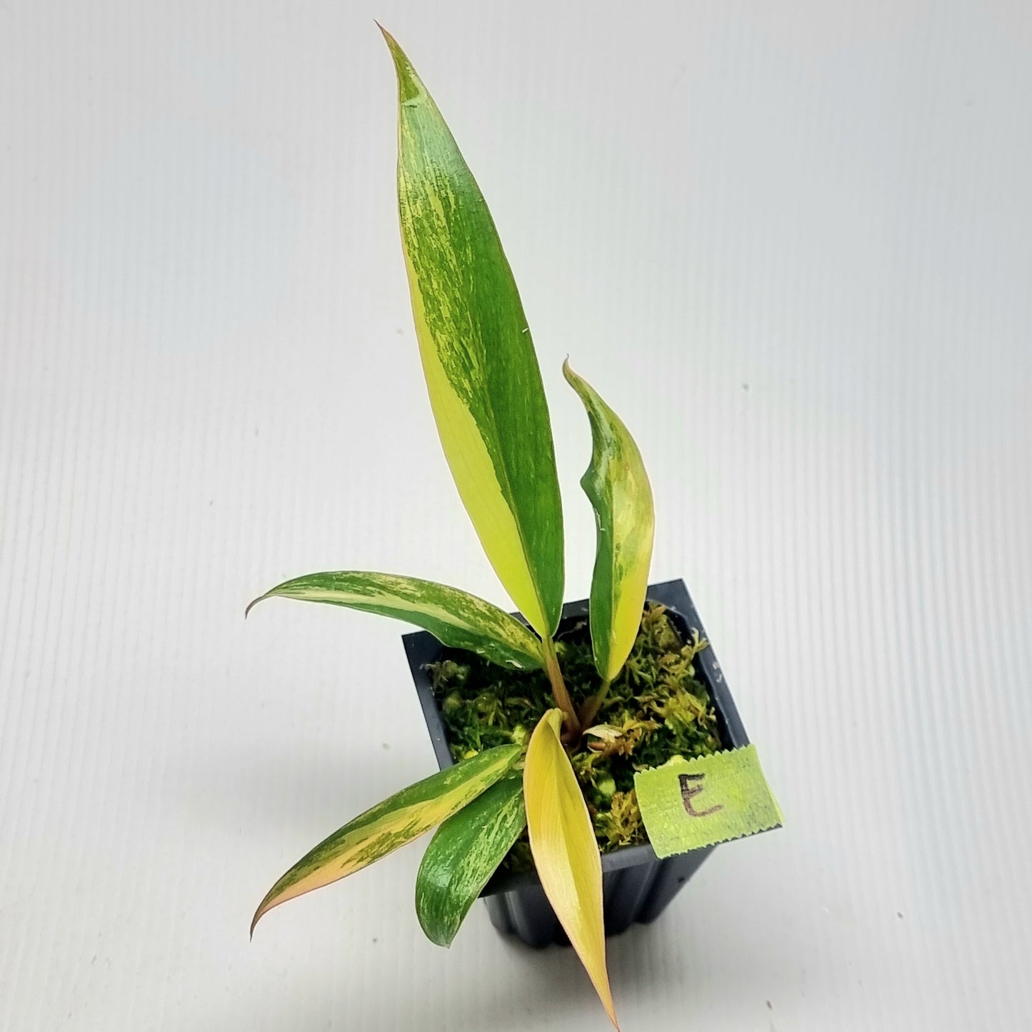 Philodendron Caramel Marble