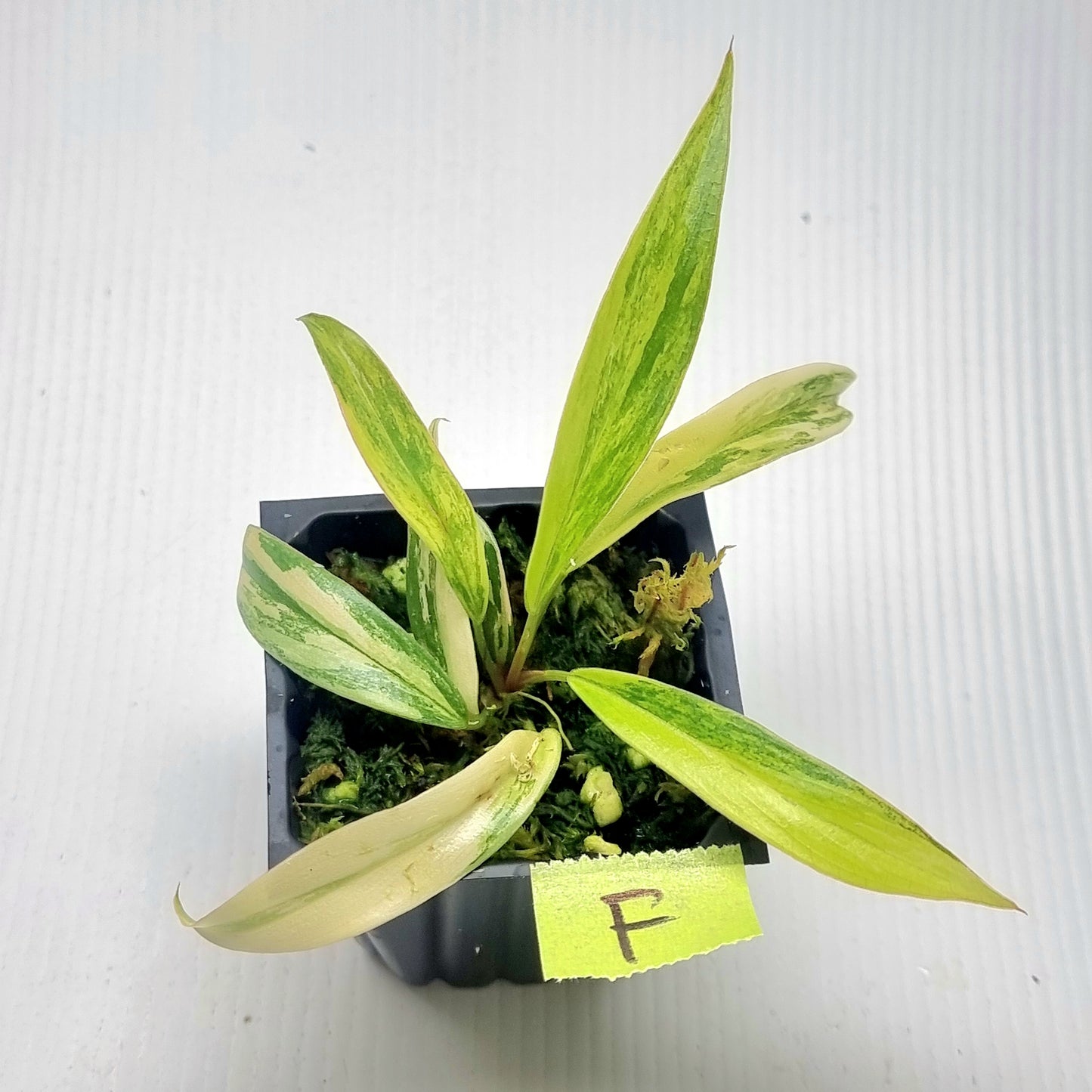 Philodendron Caramel Marble