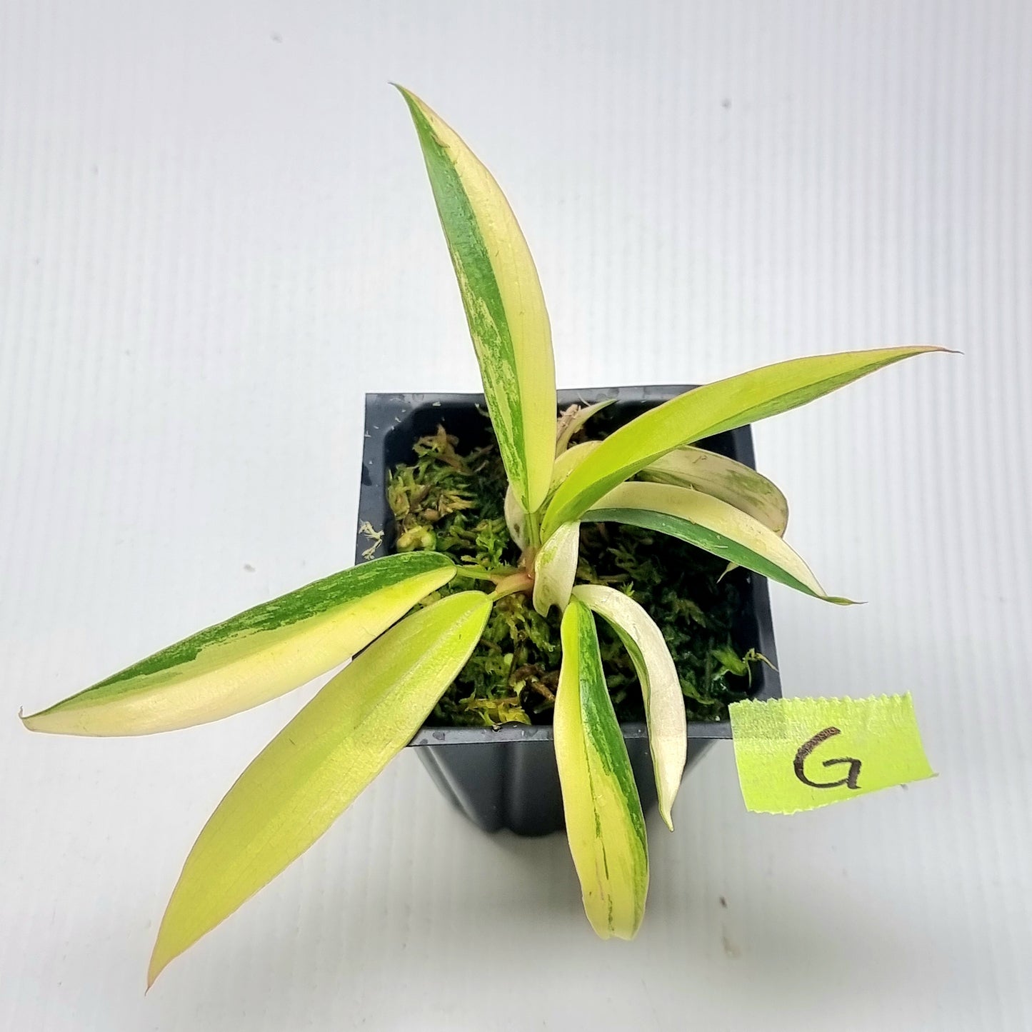 Philodendron Caramel Marble