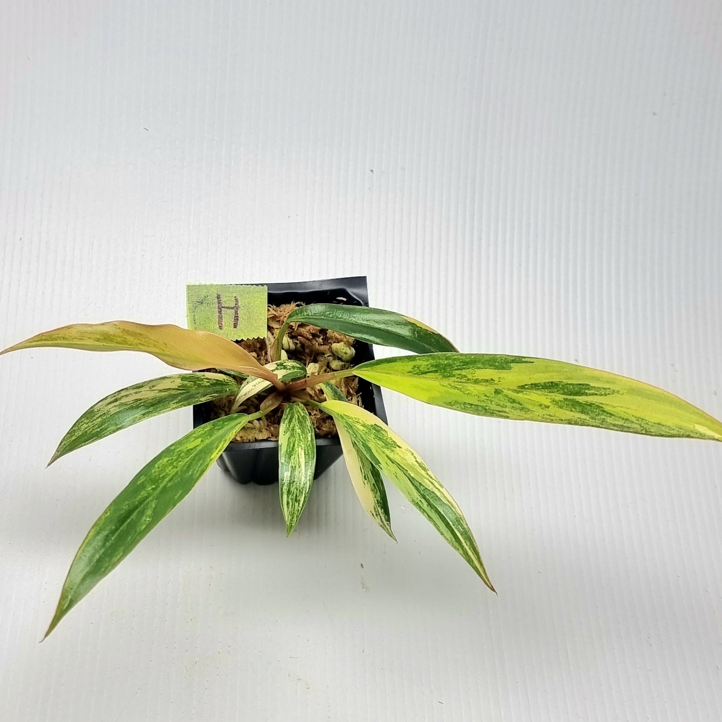 Philodendron Caramel Marble