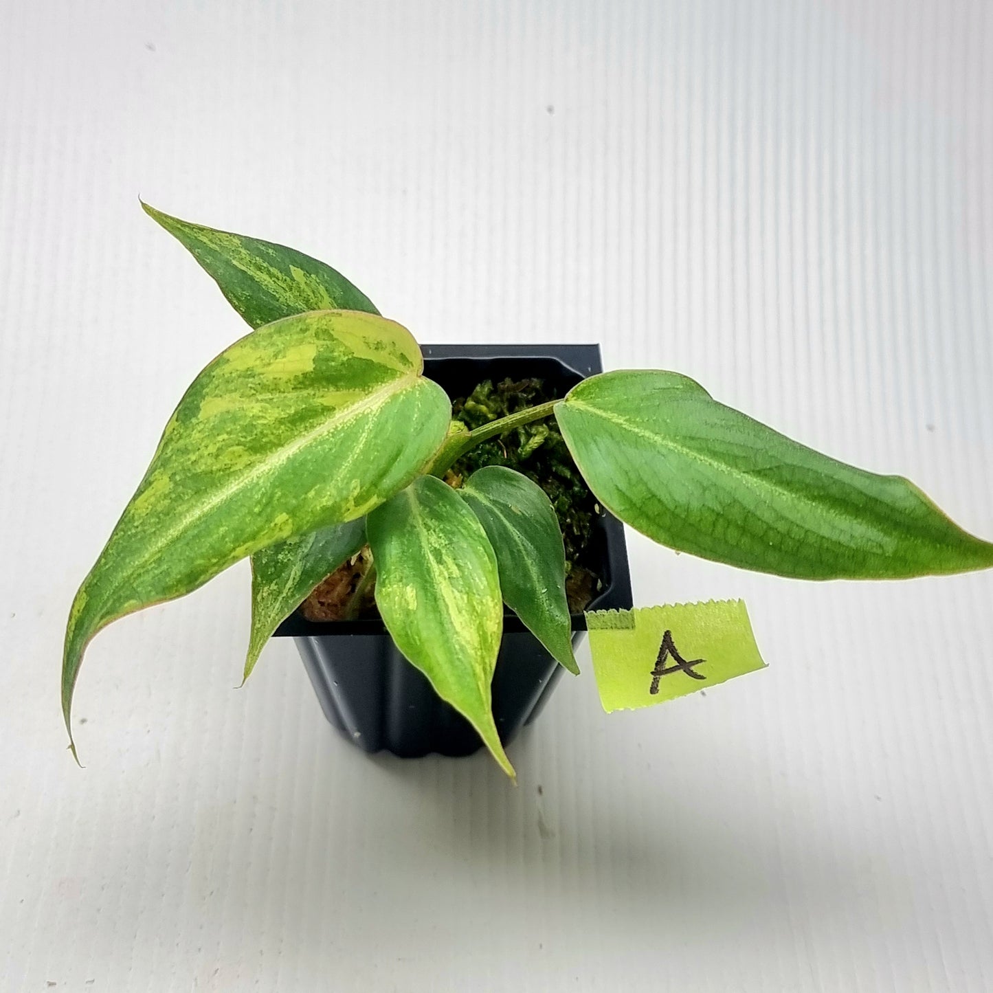 Philodendron gloriosum Tricolour Variegated