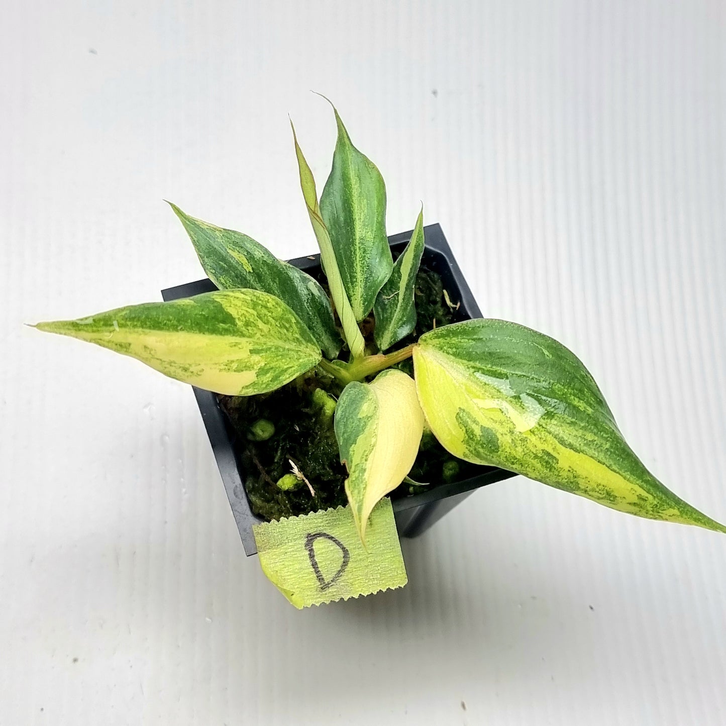 Philodendron gloriosum Tricolour Variegated