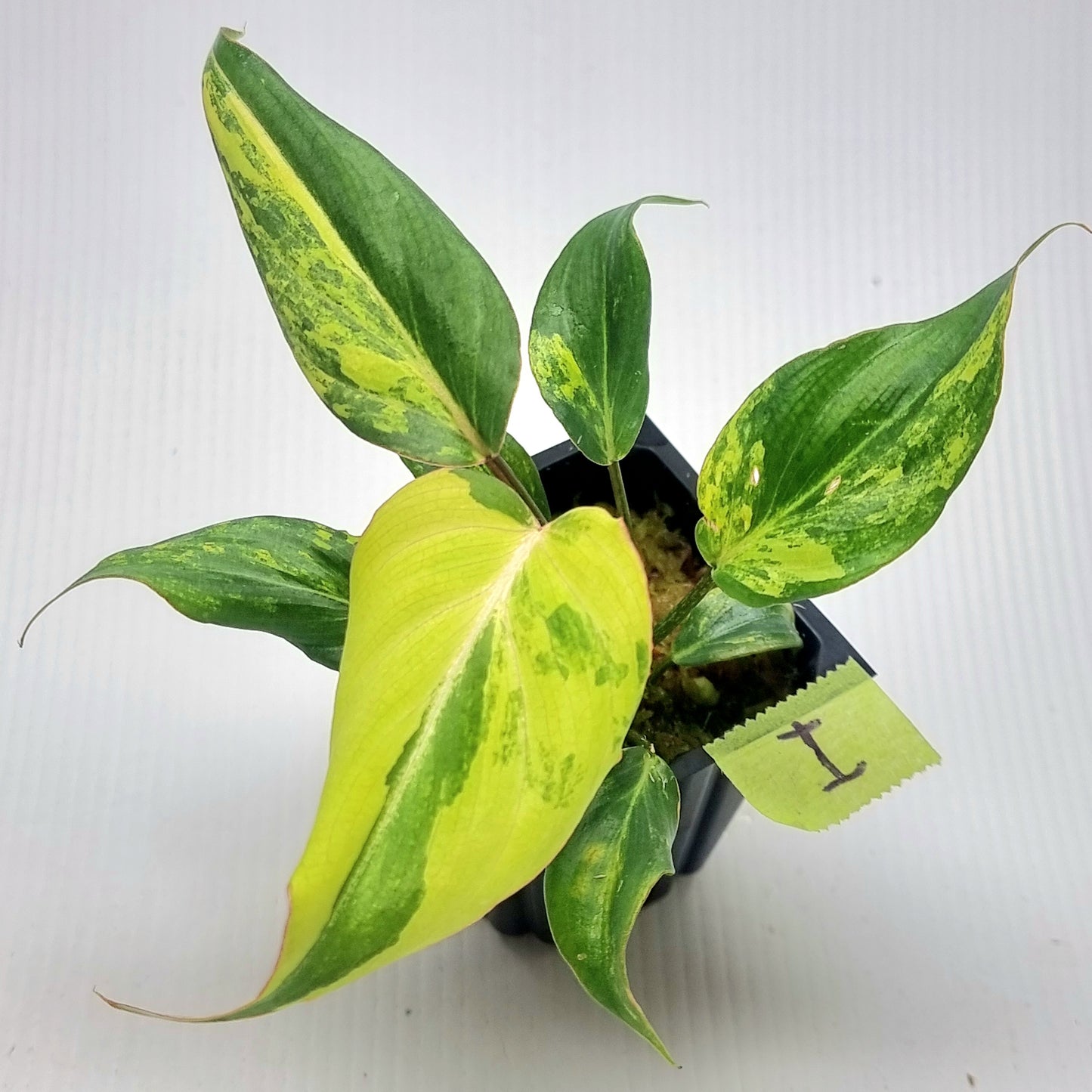 Philodendron gloriosum Tricolour Variegated