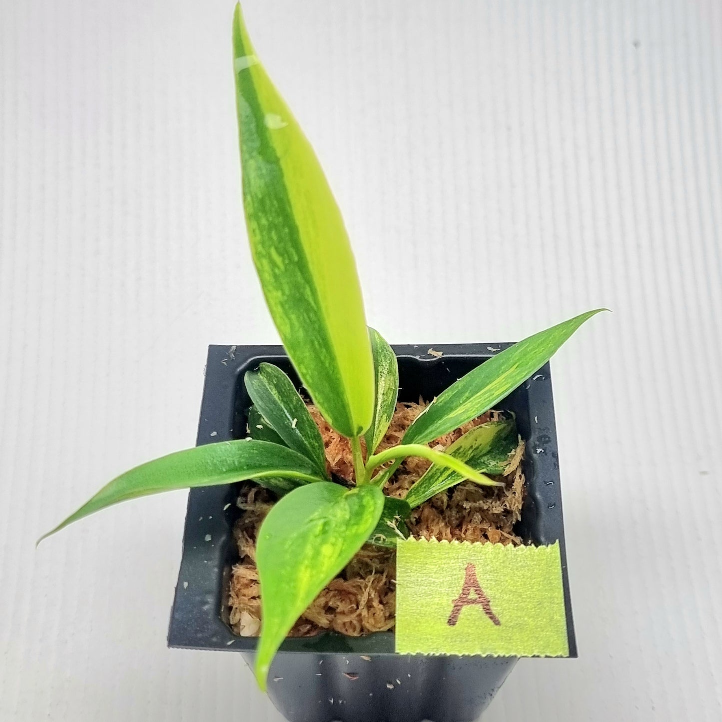 Philodendron Florida Beauty x P. tortum Variegated