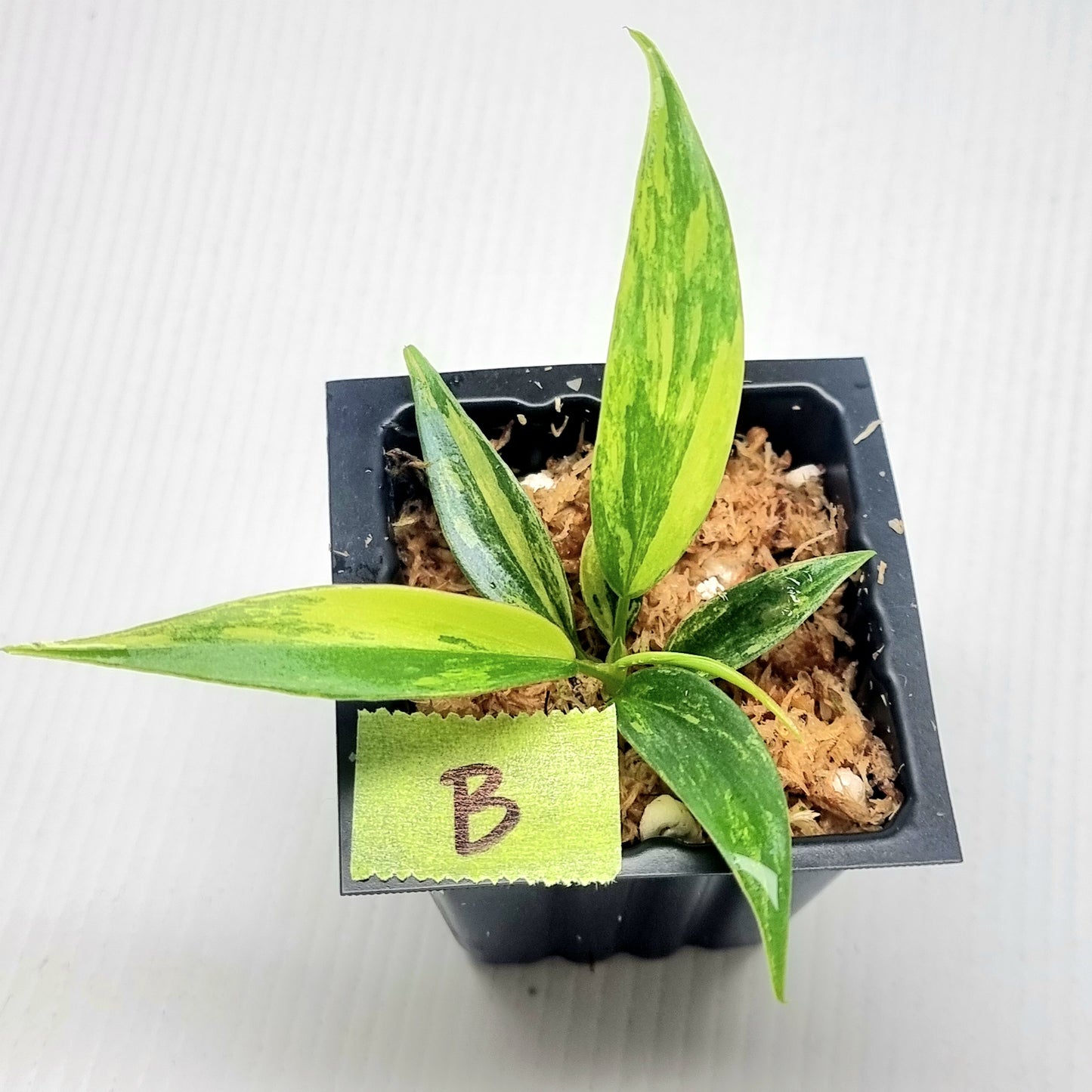Philodendron Florida Beauty x P. tortum Variegated