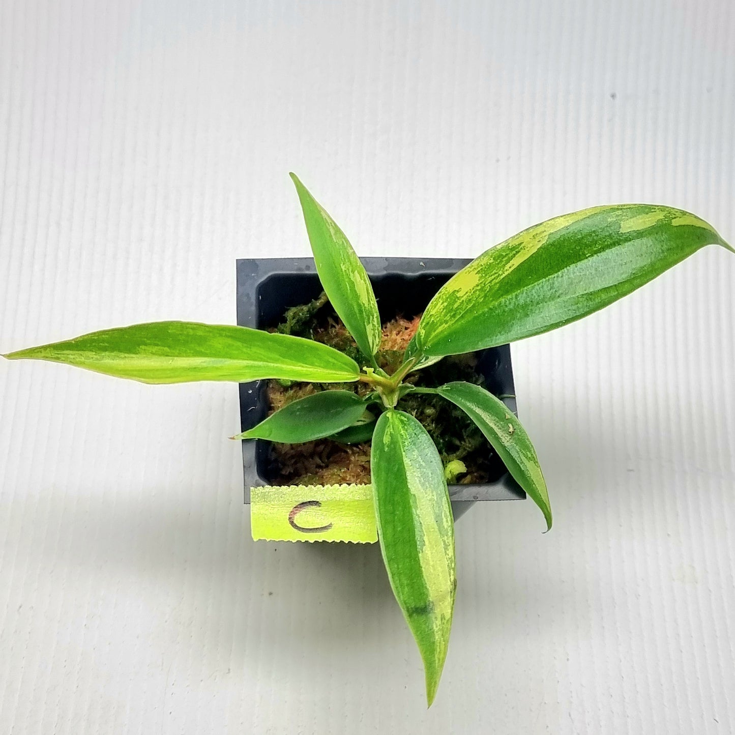 Philodendron Florida Beauty x P. tortum Variegated