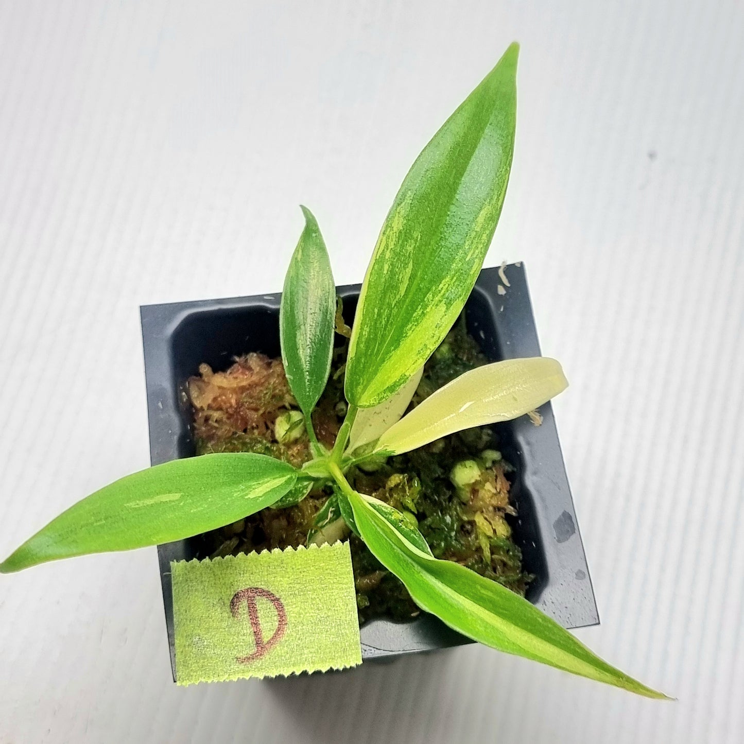 Philodendron Florida Beauty x P. tortum Variegated