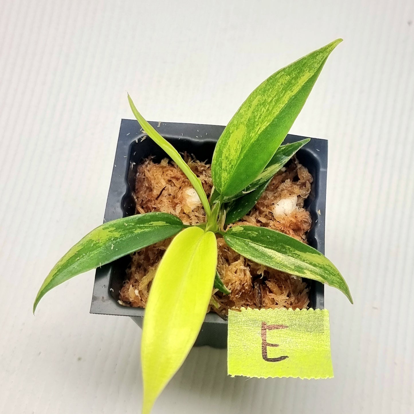 Philodendron Florida Beauty x P. tortum Variegated