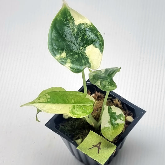 Alocasia Dragon Scale Variegated