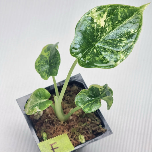 Alocasia Dragon Scale Variegated