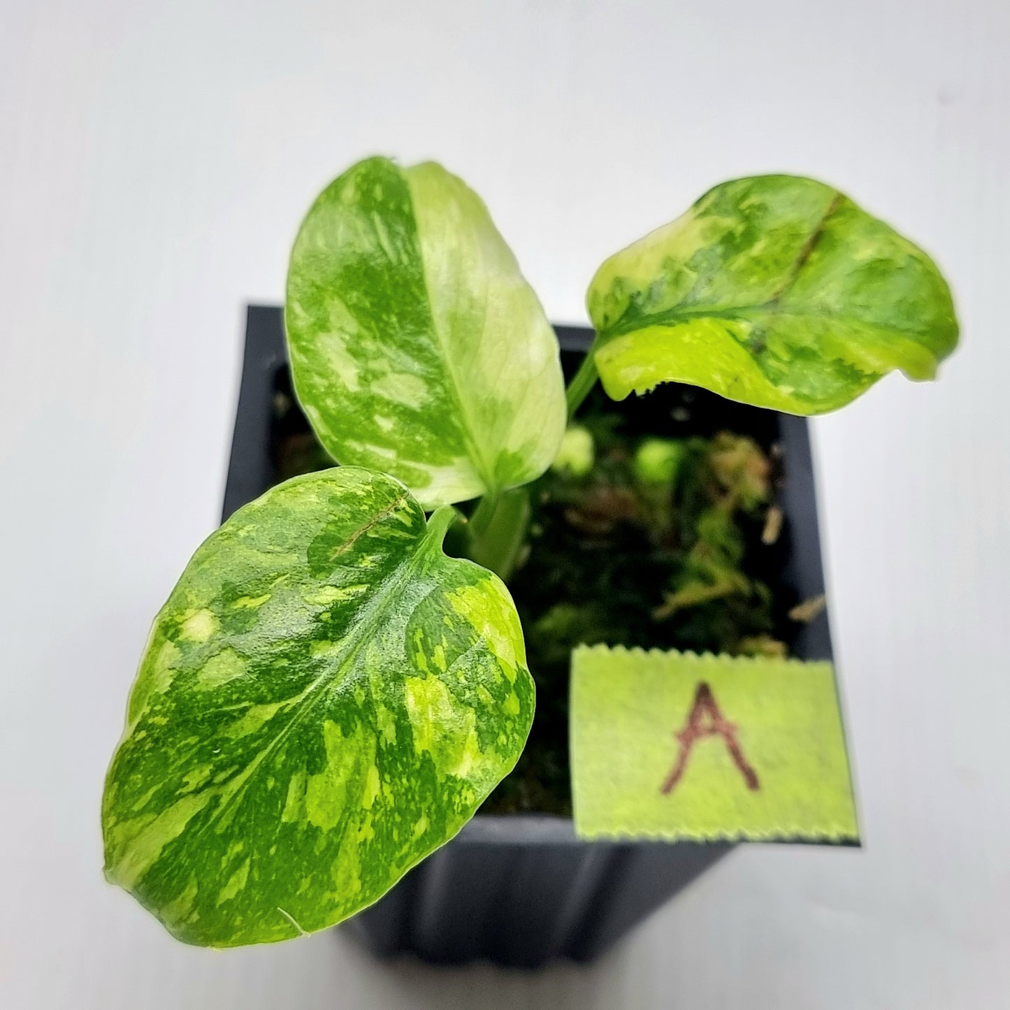 Monstera Electrolyte