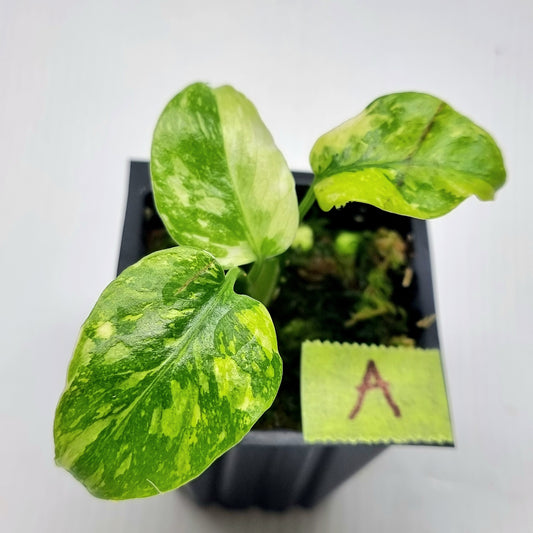 Monstera Electrolyte
