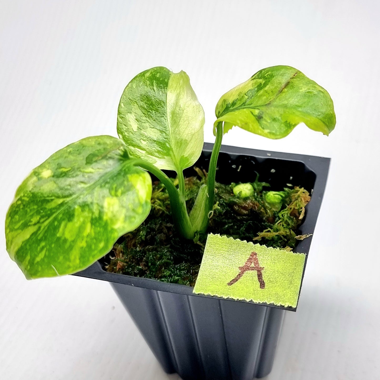 Monstera Electrolyte