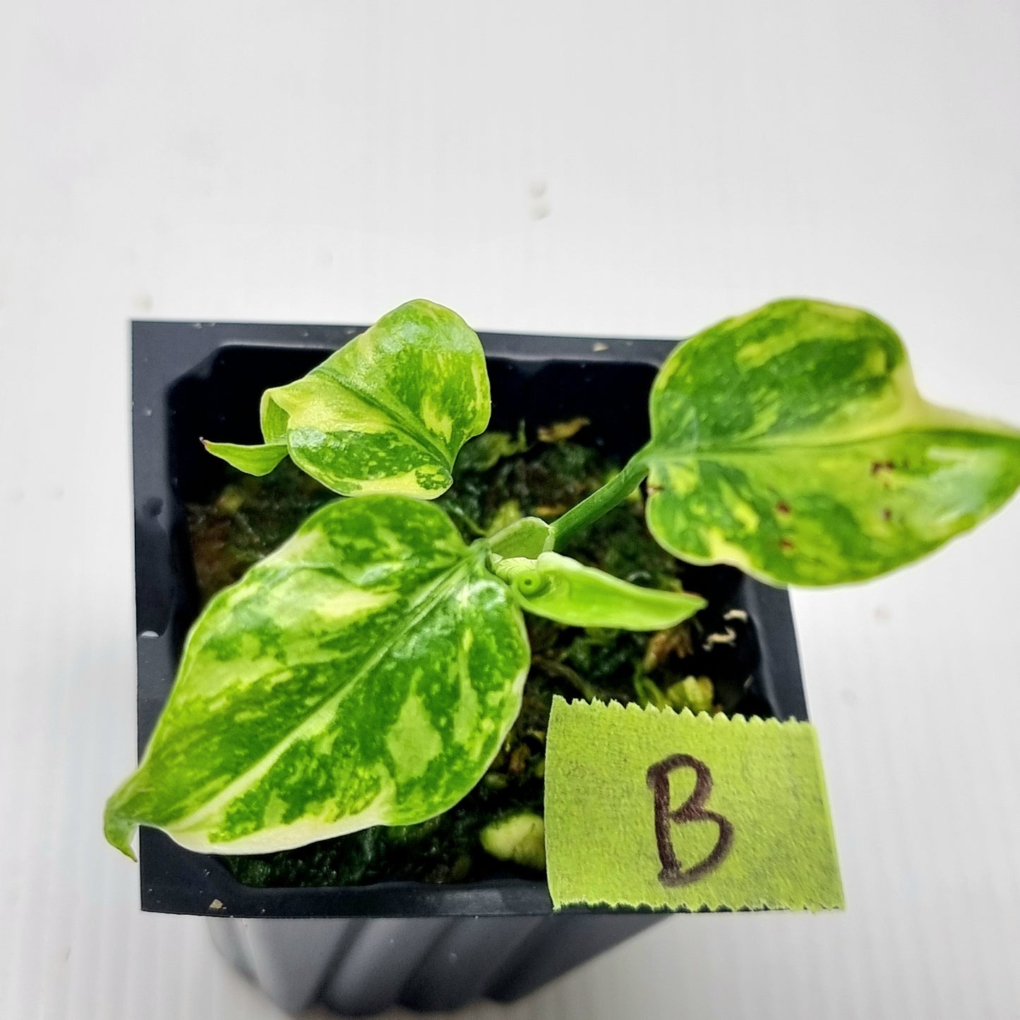 Monstera Electrolyte