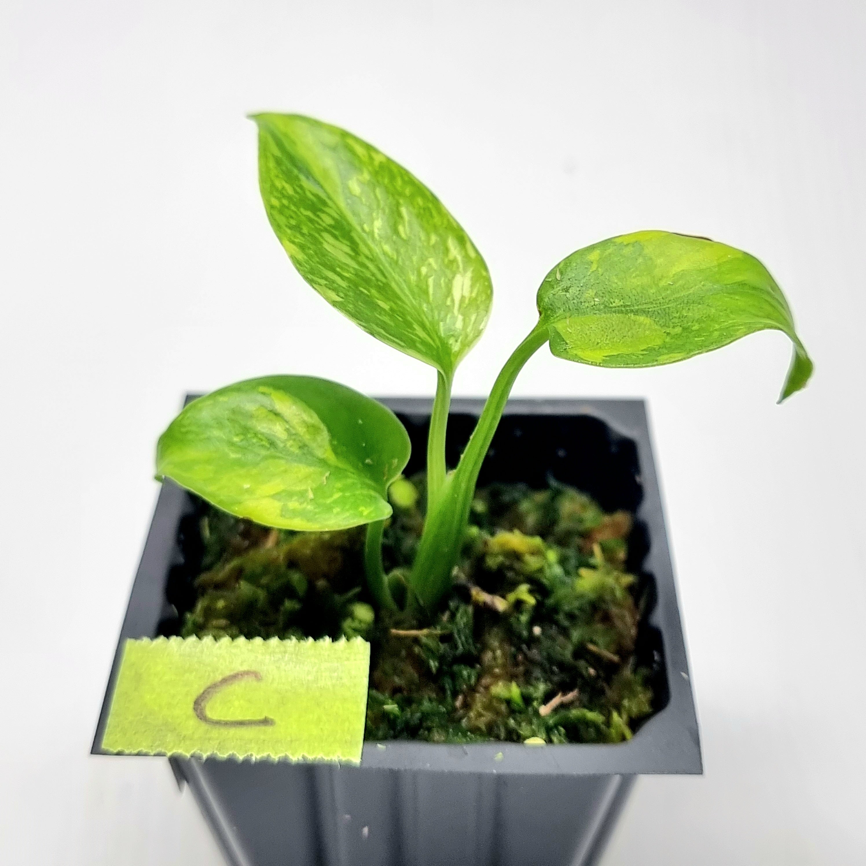 Monstera Electrolyte – Flora Magnifica Australia