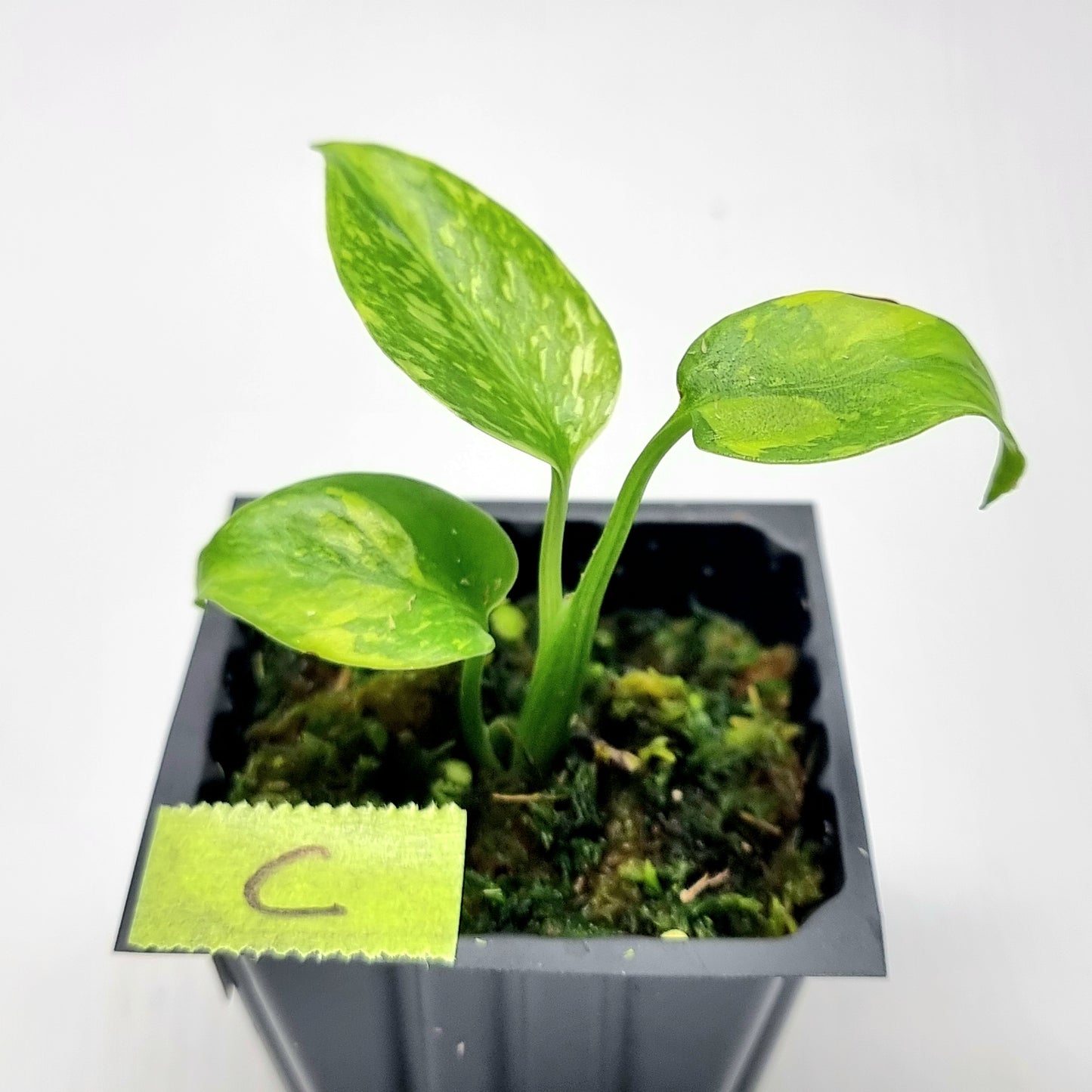 Monstera Electrolyte