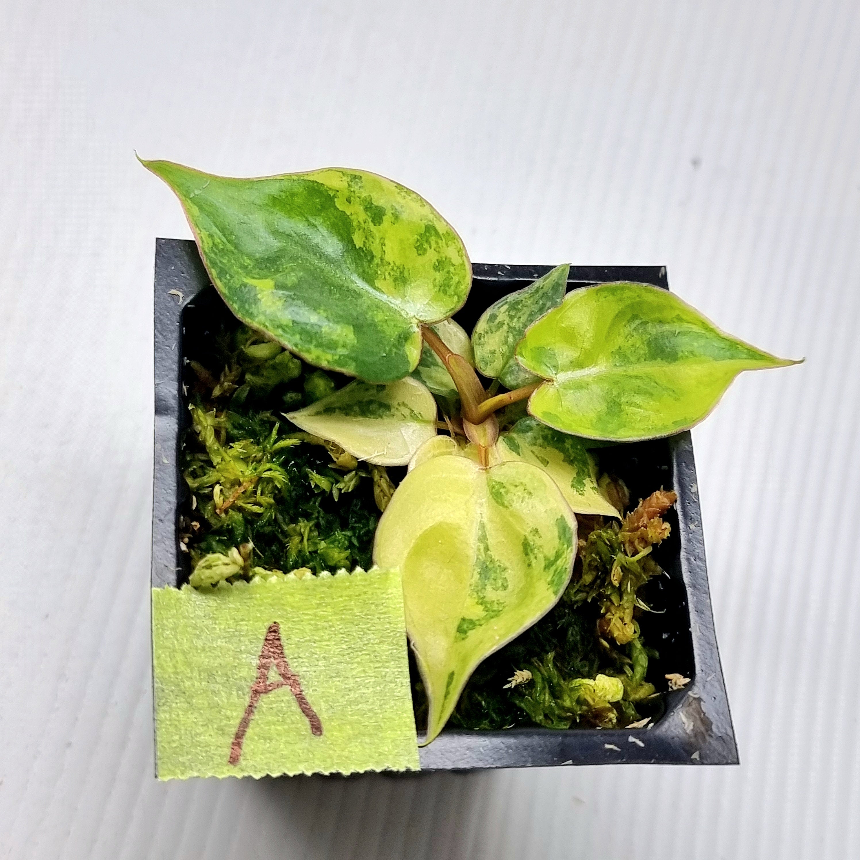 102 Philodendron billietiae variegata 極斑 102 Philodendron billietiae variegata 極斑 Philodendron billietiae